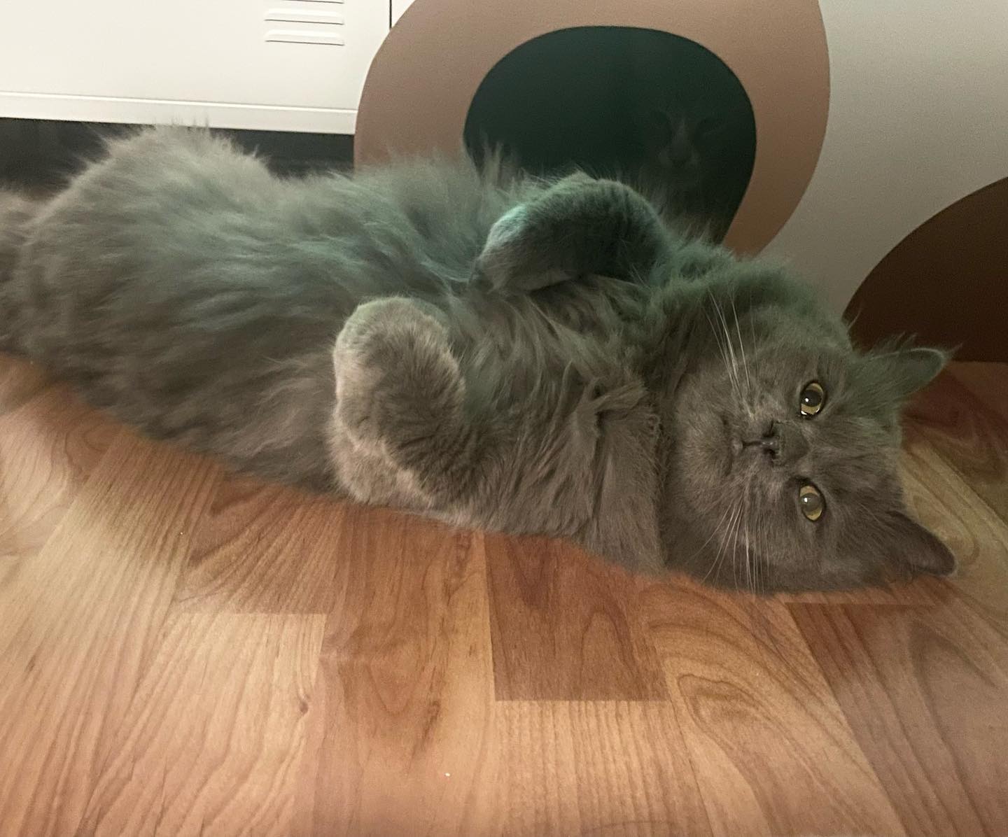 🐈‍⬛ : 녹는다,,, 녹아버린다,,,
차가운 공기와 따순 온돌 조합 체고야,,,👍🏻