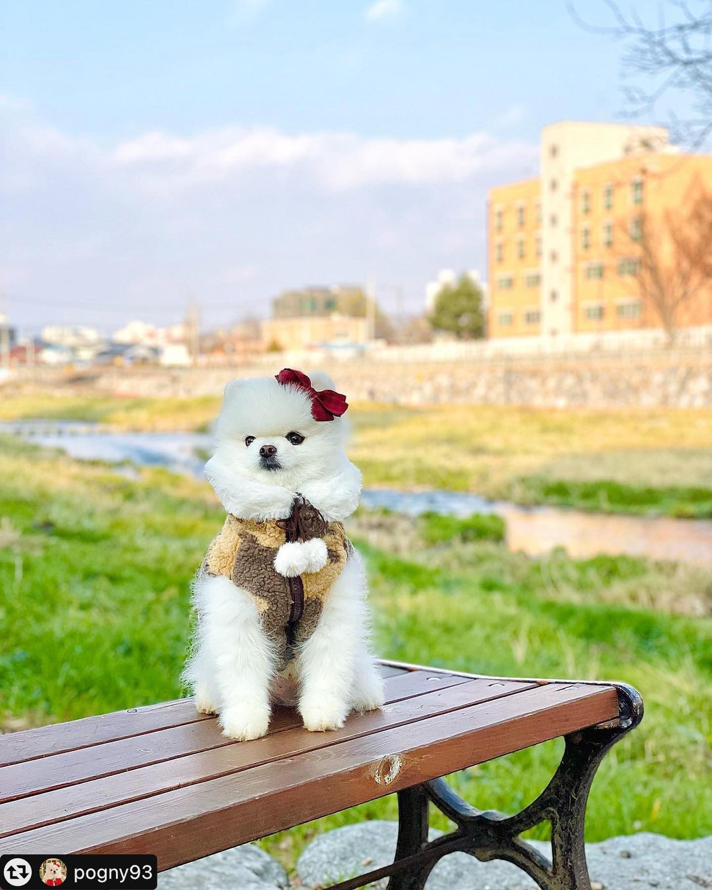 진짜 난 뽀뽀 니가 느무 기여워서 미치긋따 🥹🥹🥹 #뽀뽀 #허니와레몬 #허니네헤어핀 #잉글랜드스타일레드체크 #강아지핀 #강아지삔