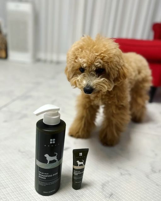 chaebom_king on Instagram: "#협찬 🐕우리강아지🐕채봄이♥ 비알머드 머드 샴푸받아봤어요!! 평소 채봄이도 샵에가서 머드팩을 따로 했는데 두가지가 동시에 되는 제품이라니!!! 완전 대박이였어