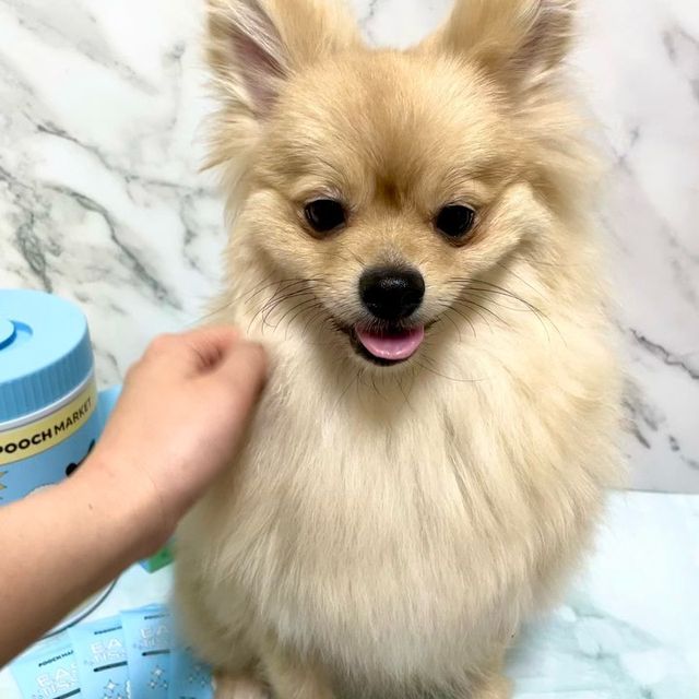 뽁실이 ♂ on Instagram: "#제품협찬 쓱~ 뽑아서 싹! 닦고 쏙! 변기에 버리면 끝나는 편리한 일명 쓱싹쏙티슈! <이지티슈>

애들아 그거 알아? 강아지 피부는 사람보다 1/3 수준으로 얇아 일반 물티슈 사용 시 피부 트러블이
발생할 수 있어!!
피부층이 사람보다 얇고 민감해서 뽁실이는 반려동물 전용 티슈인 이지티슈만 사용해🐶

이지티슈는 반려동물이 사용하기 적당한 농도(중성 -7.5PH)에 맞춘 반려동물 전용 물티슈로 반려동물의 심신 안정에 도움을 주는 천연 라벤더 향을 첨가 되어 있어☺️ 
그래서 산책 후에발바닥이나 엉덩이, 귀, 눈물자국 등 이지티슈로 닦아서 단순히 물로 닦아내는 게 아니라 목욕을 대체할 만한 ‘소독’ 효과가 난다구🐶

심지어 이지티슈는 물에 풀어지는 생분해성 소재 사용해서 변기에 버릴 수 있어 편리할 뿐만 아니라 점점 날씨가 추워지는데 실외 배변 후에 샤워 대용으로 바싹 말리지 않아도 되는 간편함까지 고루 갖췄어😍

뽁실이 친구들 일반 물티슈는 안 좋으니까 강아지 전용 물티슈인 이지티슈 사용해봐👍

@pooch.market

🔽구매정보🔽
https://www.poochmarket.co.kr/product/detail.html?product_no=29

#푸치마켓 #이지티슈 #반려동물소독티슈 #강아지티슈 #고양이티슈 #제로펫티슈 #쓱싹쏙티슈 #강아지산책티슈 #강아지청결티슈 #뽁실이스타그램 #멍팔환영 #멍팔맞팔"