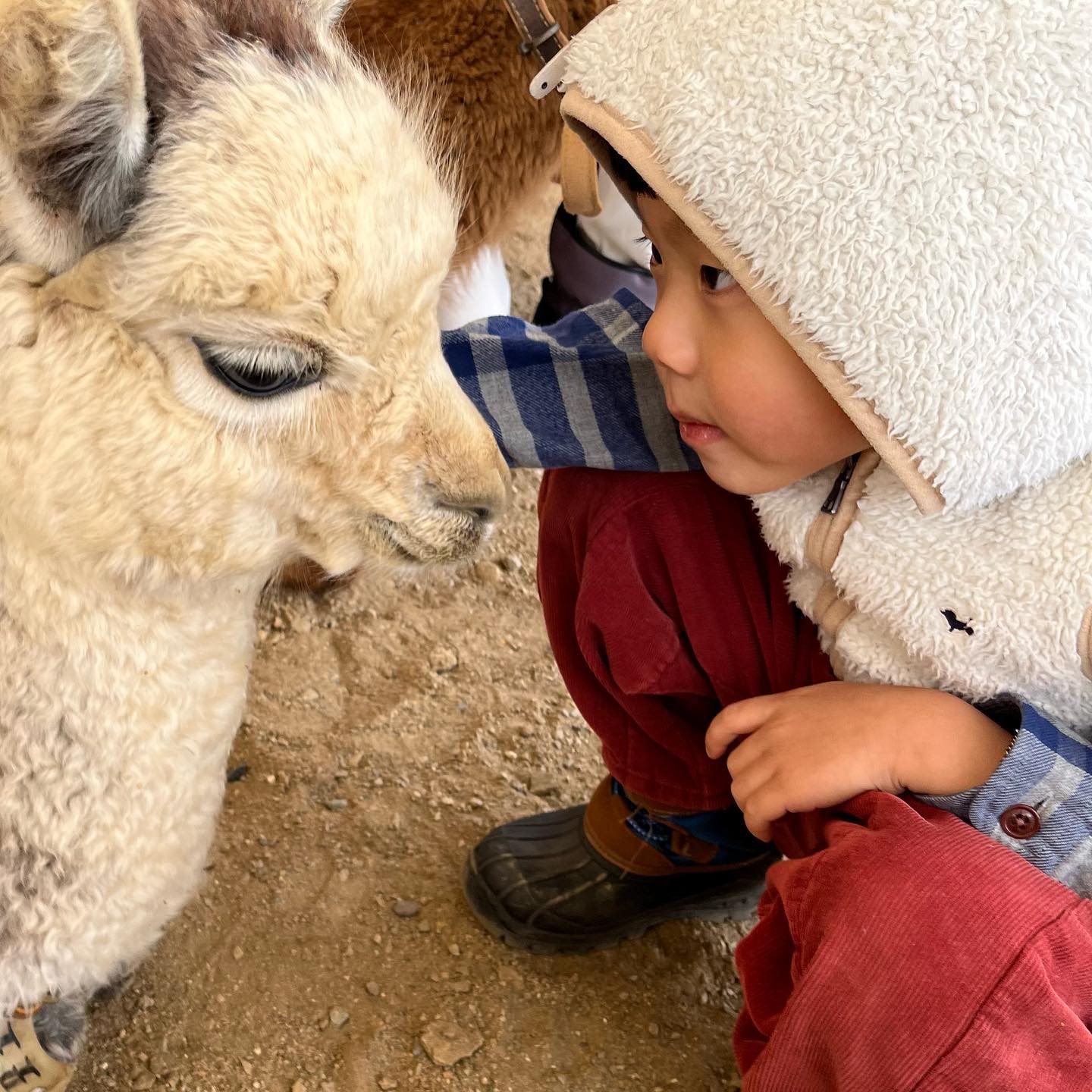 알파카와 #아이컨택 🐑🦙🤍