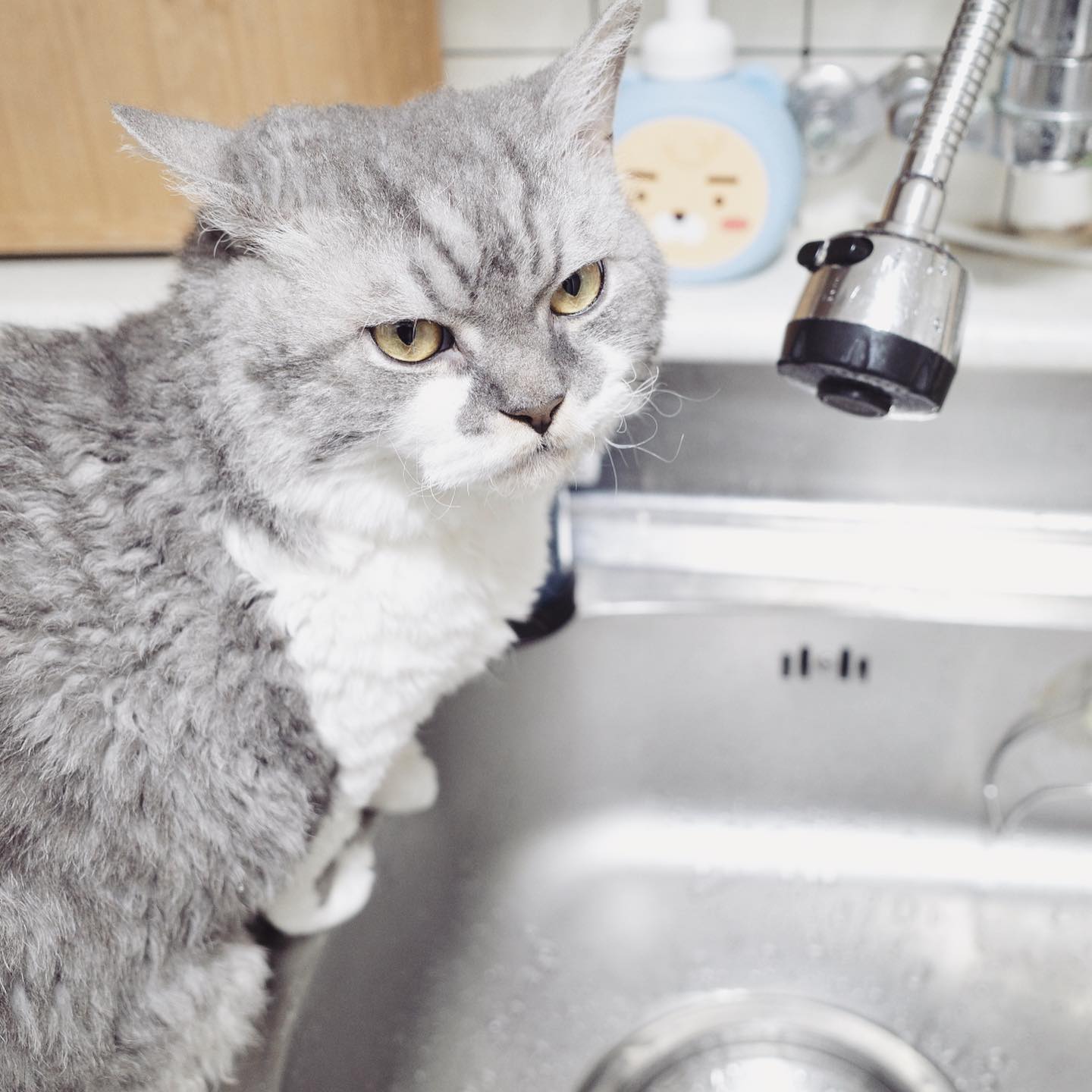 엄마미가 물 어디서 갖고오는지 알고있지요 😼
#오아시스#쵼재쵼재