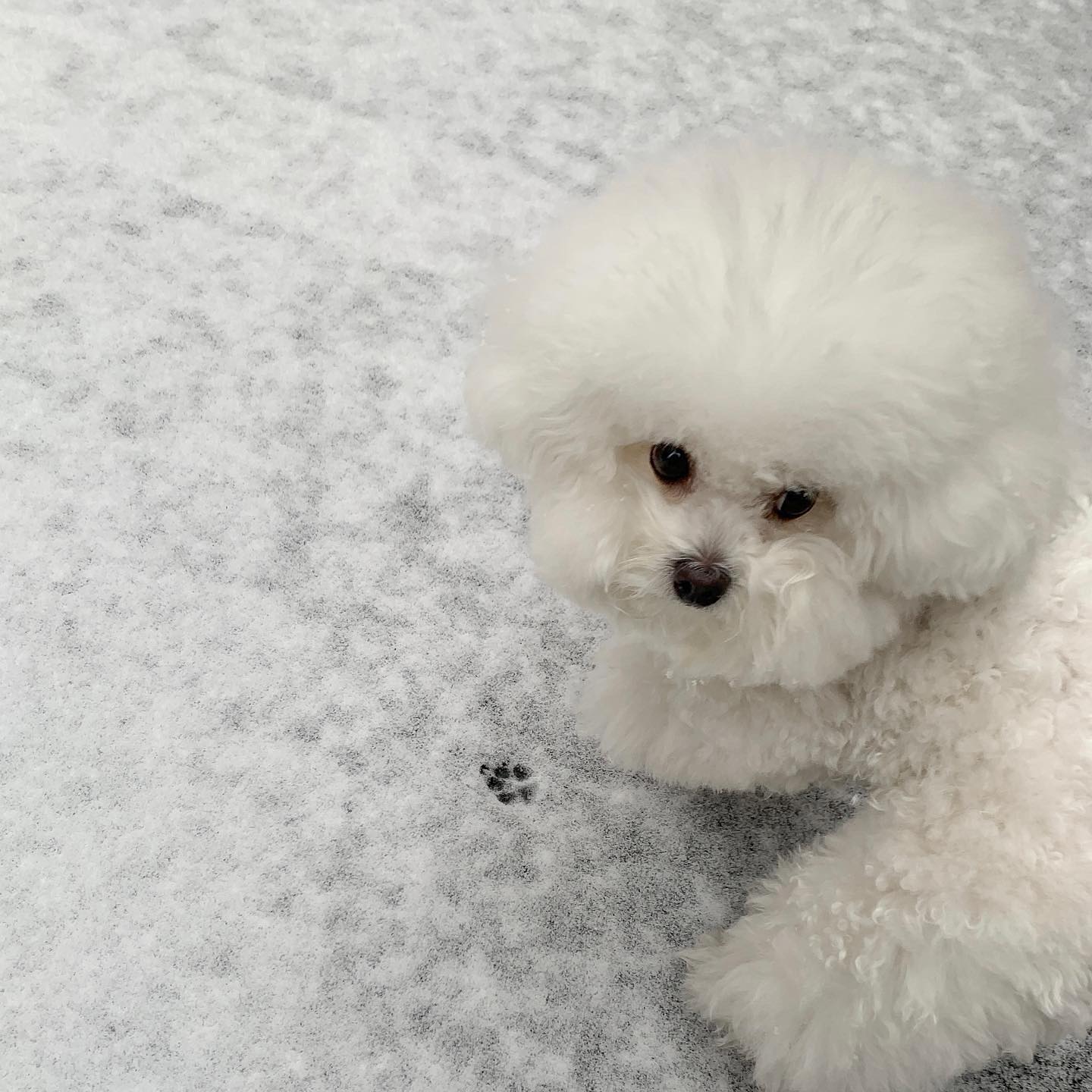 눈 녹기 전에 호다닥 눈 밟기