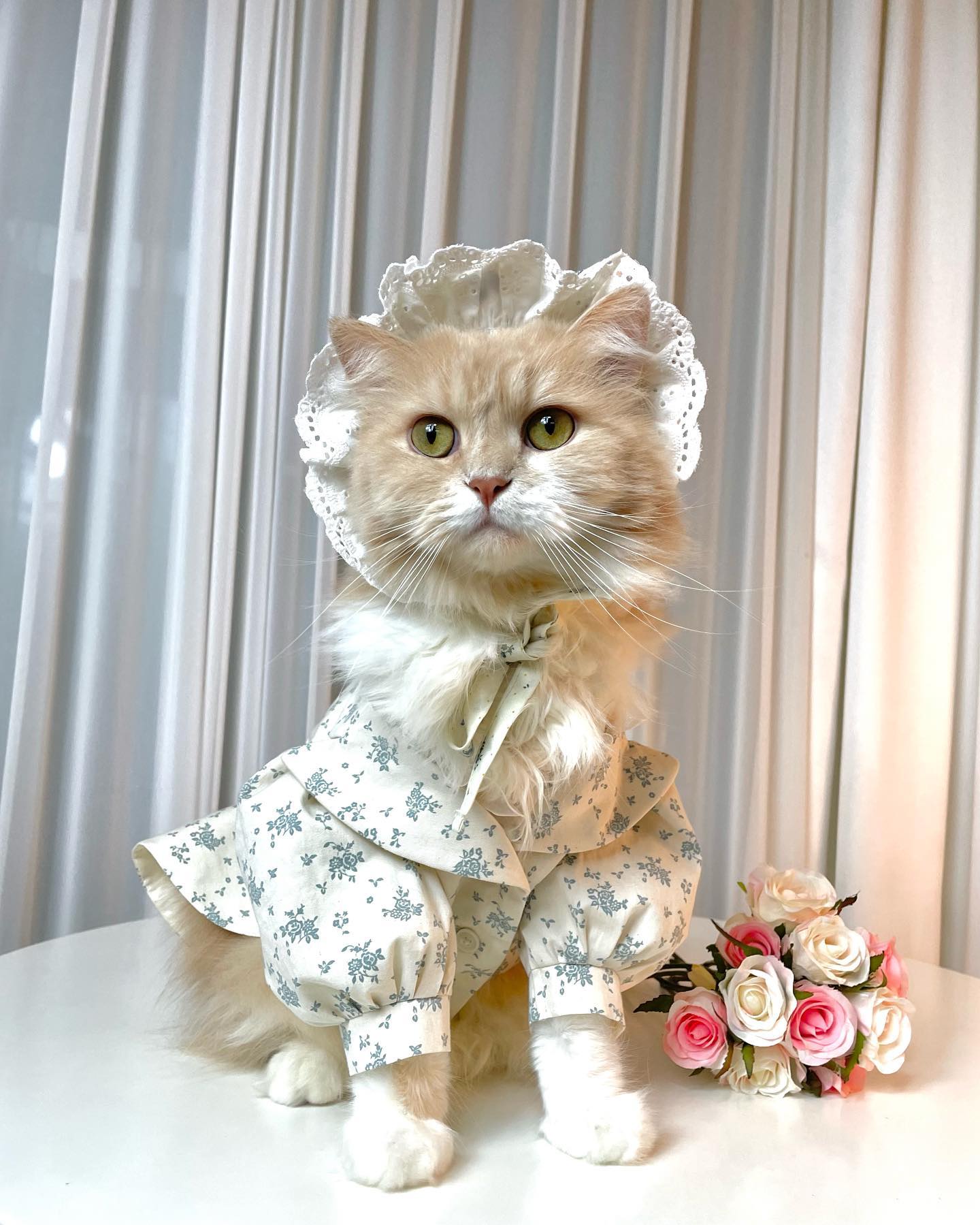 우앙~ 이렇게 고급스럽기있나요~🥹 마치 귀족파티에 초대받은 느낌~ 탄탄한 소재 원단이라 실루엣이 무너지지않고 볼륨감을 지탱해줘서 옷태가 살아요~😊 게다가 은은한 꽃무늬 이건 반칙이자나여~ 헝헝헝 허니 사이즈로 주문했더니 레몬이한테 좀 크지만 그래도 오늘 밤 왕자님 만나기엔 내가 주인공이져~😽 참고로 난 남자냥😽 #허니와레몬 #페르시안고양이 #고양이 #모델냥 #냥이 #두바림 #쏘잉데이