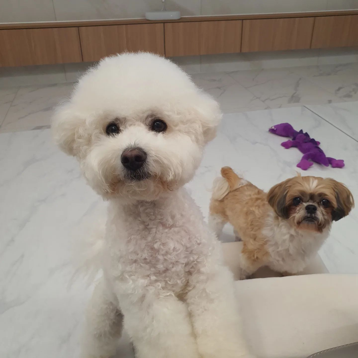 #달칸일상 #요즘근황
.
.
오랜만이죠ㅜㅜ 제가 결혼을 하면서,, 달칸쓰들과 떨어져 지내다보니 소식이 뜸했네용..
달칸이들은 이사한 엄빠집에서 햄복하게 지내고 있답니당ㅎㅎ 마당이 생겨서 눈밭에서 뒹굴기도하고,, 매일 마당에 나가 더욱더 꼬질쓰들이 되었지만 귀여운걸유💓
.
.
#달칸이네 #반달 #시츄 #12살 #노견 #칸 #비숑 #비숑프리제 #bichonfrise #4살 #다견가정 #모델견 #강아지모델 #팔로우 #맞팔 #선팔하면맞팔 #댓글 #좋아요 #좋반 #f4f #l4l #애견인소통 #소통 #강아지 #daily