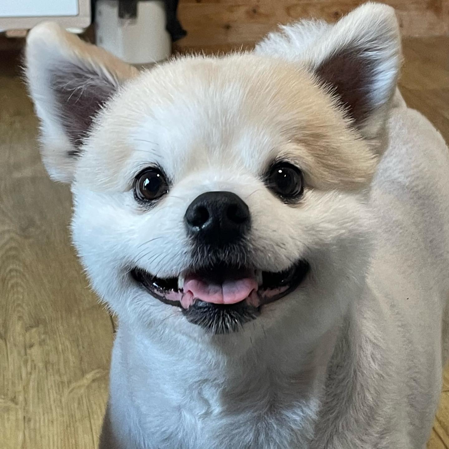 호두야 우리 또 만나자♥️

#강아지 #댕댕이 #댕댕이그램 #좋반 #좋반테러 #좋아요그램 #좋아요반사 #소통해요 #직장인 #선팔하면맞팔 #선팔100 #맞팔 #맞팔환영