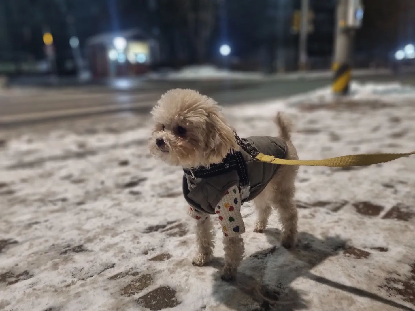 간만에 친정에서 산책:)
추워도 신난 아봉 뚠뚠♡
달려라 아봉씨~
.
.
.
#푸들 #dog #dogstagram #강아지 #강아지일상 #산책 #일상