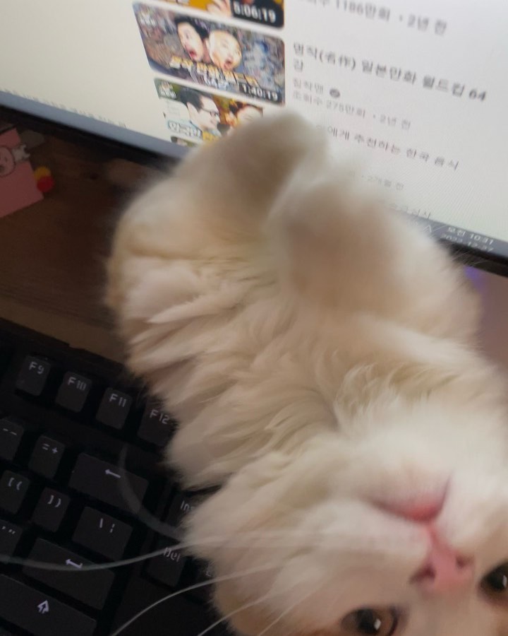 방해금지 모드 하고 싶네ㅠ^ㅠ
