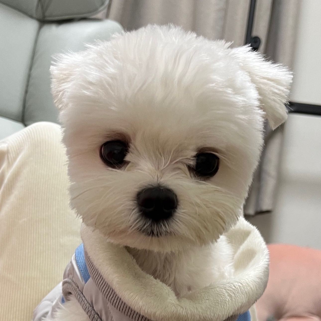 미용 후 사진올리는거 깜빡해서 지금올림💛
똘망똘망하게나와서 기록📸📸