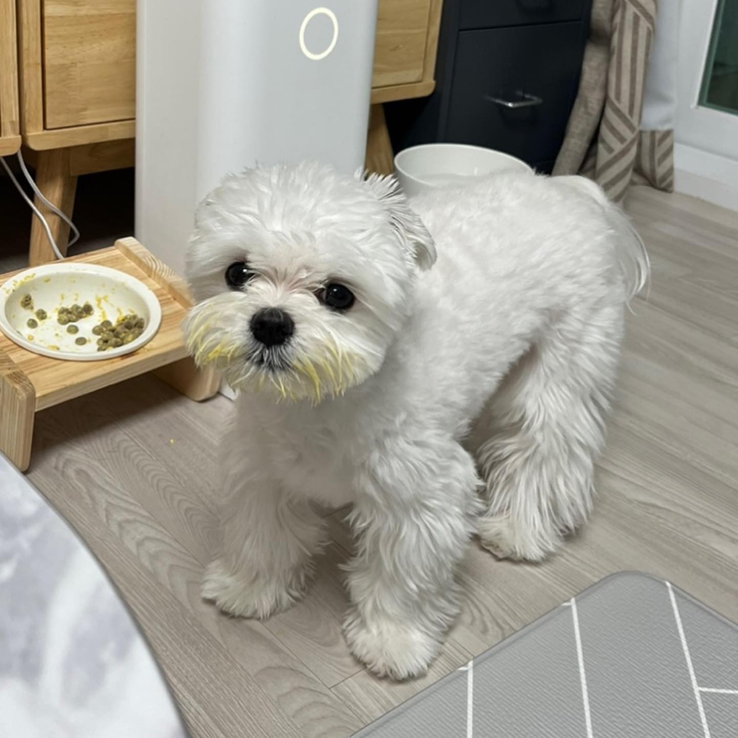나 임꼬롱. 견생 처음. 노른자 먹어봤다. 맛있더라.