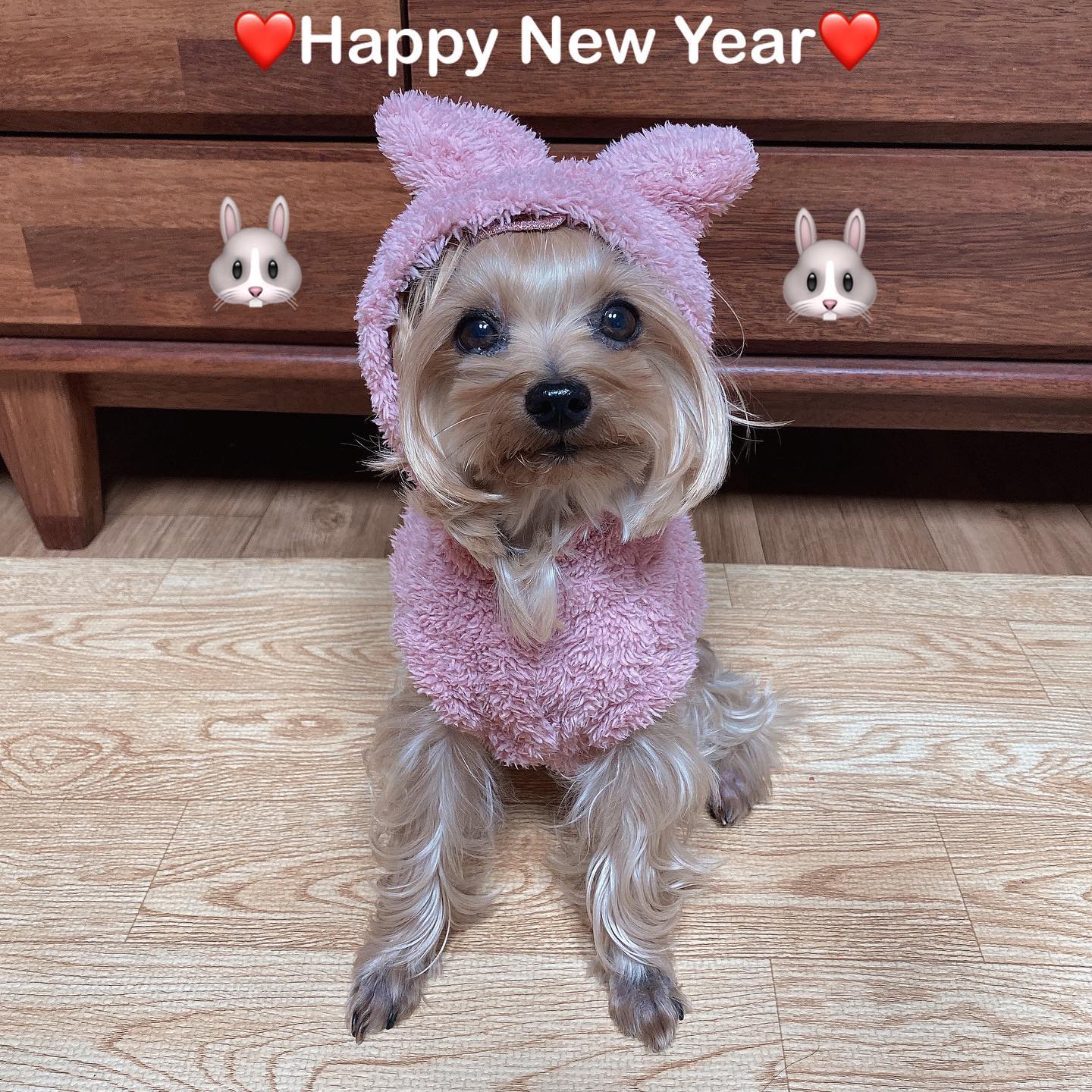 모두모두 새해 복 많이 받으세요!! ❤️
2023년에는 행복한 일만 가득하길!🙌💕
- 날토끼 드림 -
.
.
#새해복많이받으세요 #2023년 #계묘년 #토끼해 #요크셔테리어 #요크셔 #요키 #요키그램 #요크셔그램 #happynewyear #goodbye2022 
#hello2023