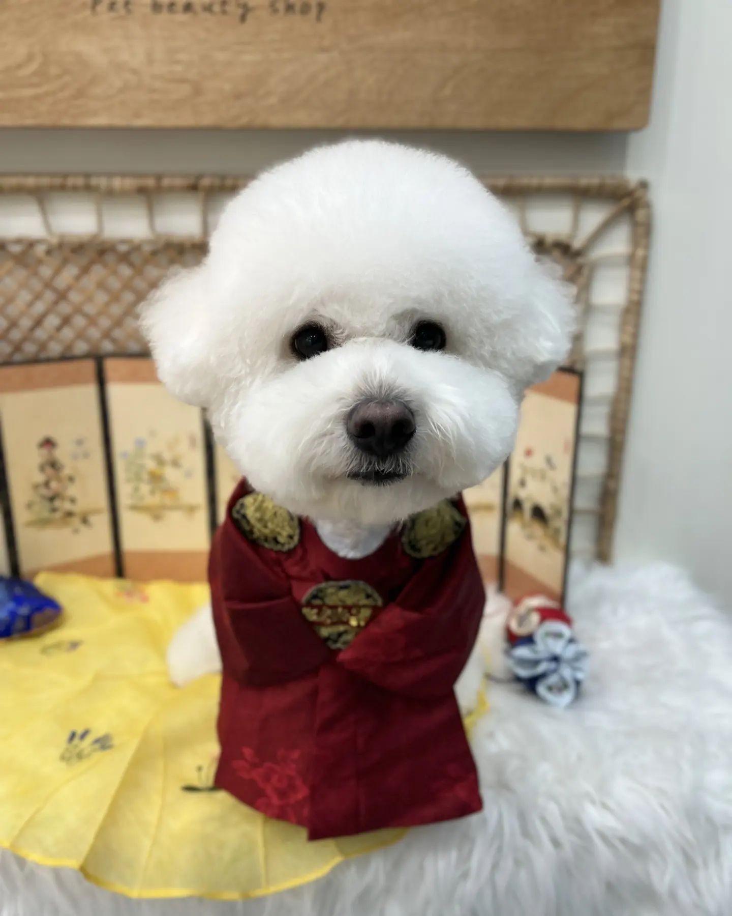 #칸이일상 #칸이미용
.
.
새해맞이, 칸이 생일맞이 미용!
이번에도 넘나 이쁘게 만들어 주신 쌤 감사합니다🤗 사진두 감사해요!
내일이면 4번째 생일 우리칸 건강하게 자라줘서 고마워 생일축하해❤️
.
.
#반달 #시츄 #12살 #노견 #칸 #비숑 #비숑프리제 #bichonfrise #4살 #다견가정 #모델견 #강아지모델 #팔로우 #맞팔 #선팔하면맞팔 #댓글 #좋아요 #좋반 #f4f #l4l #애견인소통 #소통 #강아지 #daily #세종애견미용 #그루멍캡틴