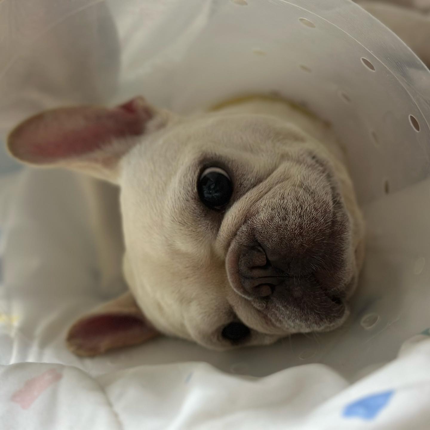 쫌 귀여운덧?🐶
#프렌치불독#프불 #frenchbulldog
#개스타그램#개님#댕댕이그램
#똥쟁이#불독