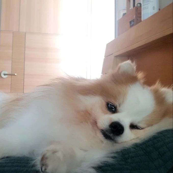 주말동안 나태두콩
잠두콩
겨울잠두콩