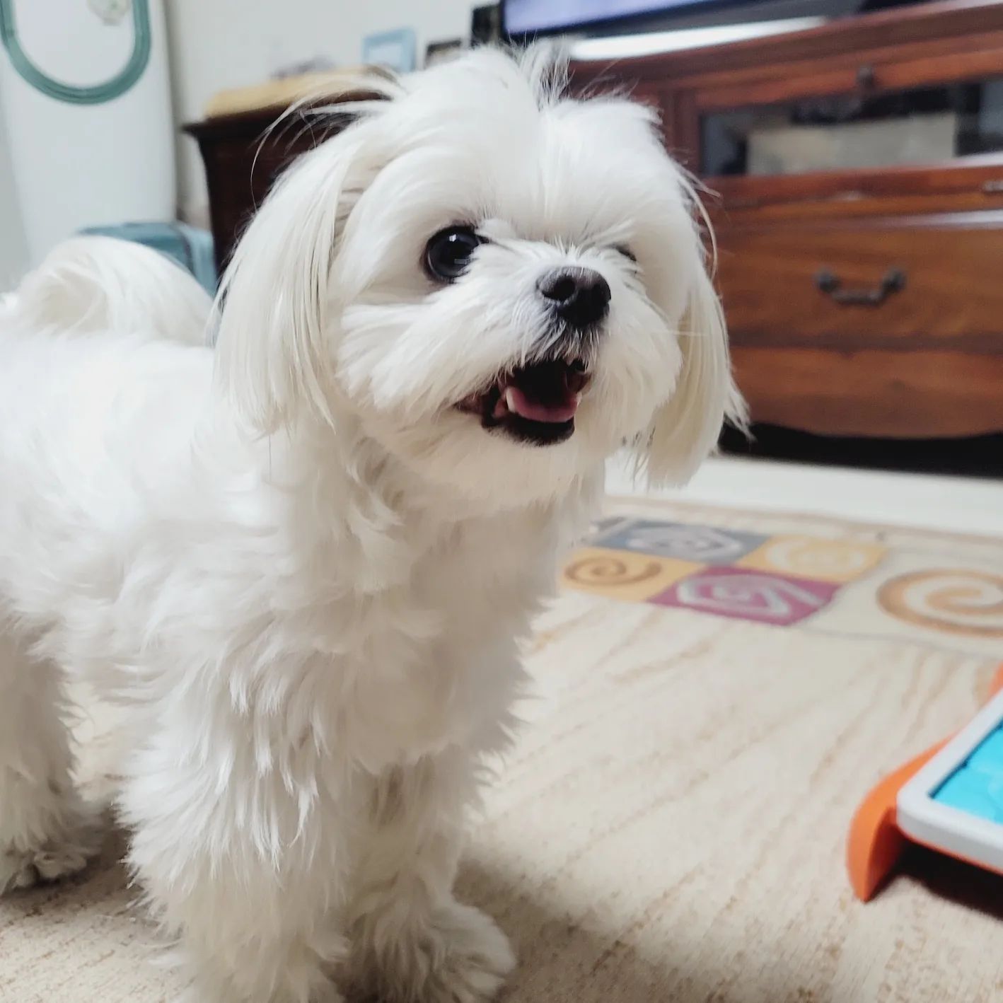 🐶둥이컴백🐶
온니 격리 끝나자마자 집에 돌아왔뉸데 언니야 코로나 끝나자마쟈 온가족이 감기걸려부려서 그냥 푹 쉬어버렸대..!🤒

구래됴 비가오나 눈이오나 산책해서 쬬앙🐕 

그티만 눈이나 비오면 산책 후 발이 시컴둥이🖤가 되어버리는 흰둥이🤍의 슬픈 결말😂

#산책하는강아지 #산책좋아 #🐕 #멍스타그램 #강아지그램 #코로나격리끝 #밀린답방천천히갈게요 #아푸지마세요