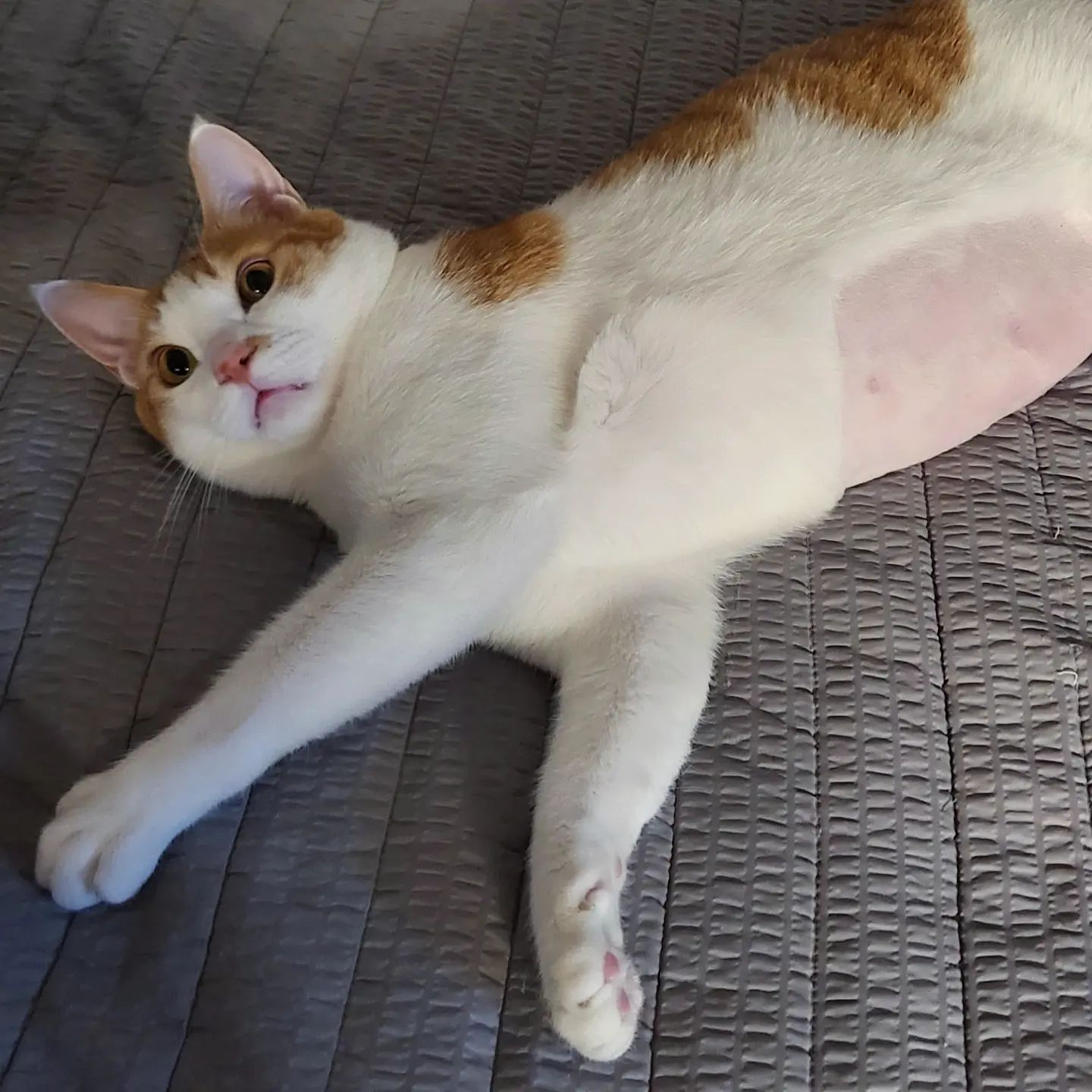 뭐요!!?? 털찐게 아니고..살찐게 맞다구여!!?..
( 분홍소세지 시강 ˃̵⌓˂̵ )