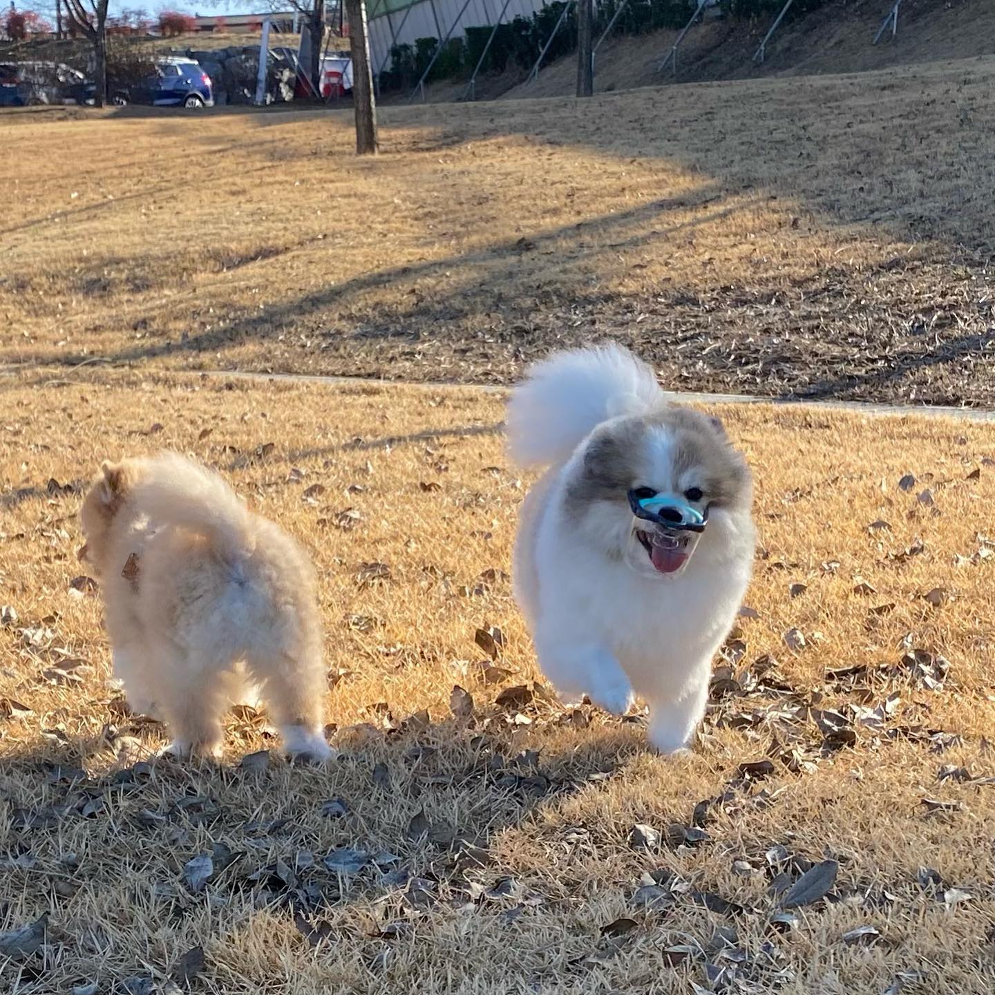 #이식증 #강아지 #루브립 #투명입마개 차고 신난 뚠뚠이들😘
.
.
#협찬 #이식증입마개 #강아지이식증 #강아지입마개 #투명입마개 #물먹는입마개 #반려견입마개 #반려견 #댕댕이 #애견용품 #포메라니안 #포메 #파티포메 #쉐이블포메 #dogstagram #pomeranian #pome #luvliv