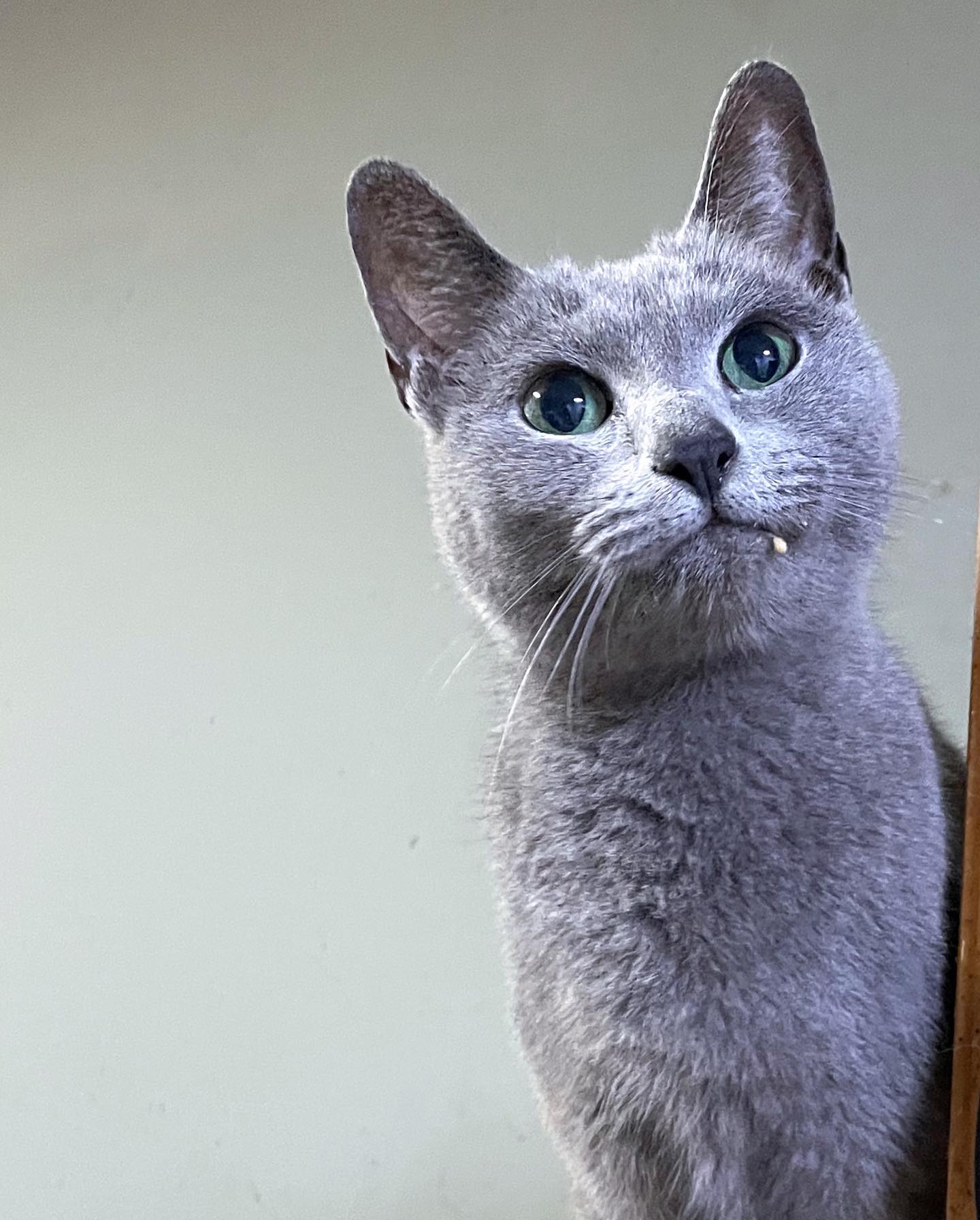🥹
.
.
.
#russianblue #russianbluecat #russianbluesofinstagram #russianbluekitten #俄羅斯藍貓 #azulruso #russischblau #러시안블루 #ロシアンブルー #bleurusse #cat #kitten #prettycat #kat #gato #chat #neko #katze #ねこ #고양이 #貓 #貓咪日常 #喵星人 #cfacats  #catloversclub  #kittensofinstagram #집사맞팔 #집사소통 #냥스타그램 #캣스타그램