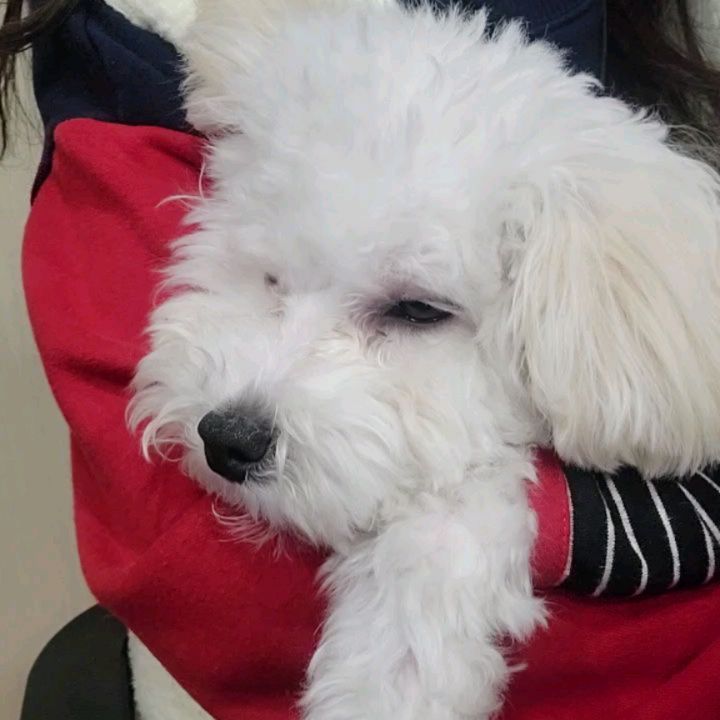 꿀알바

#멍스타그램 #멍이#푸숑#낮잠#꿀알바