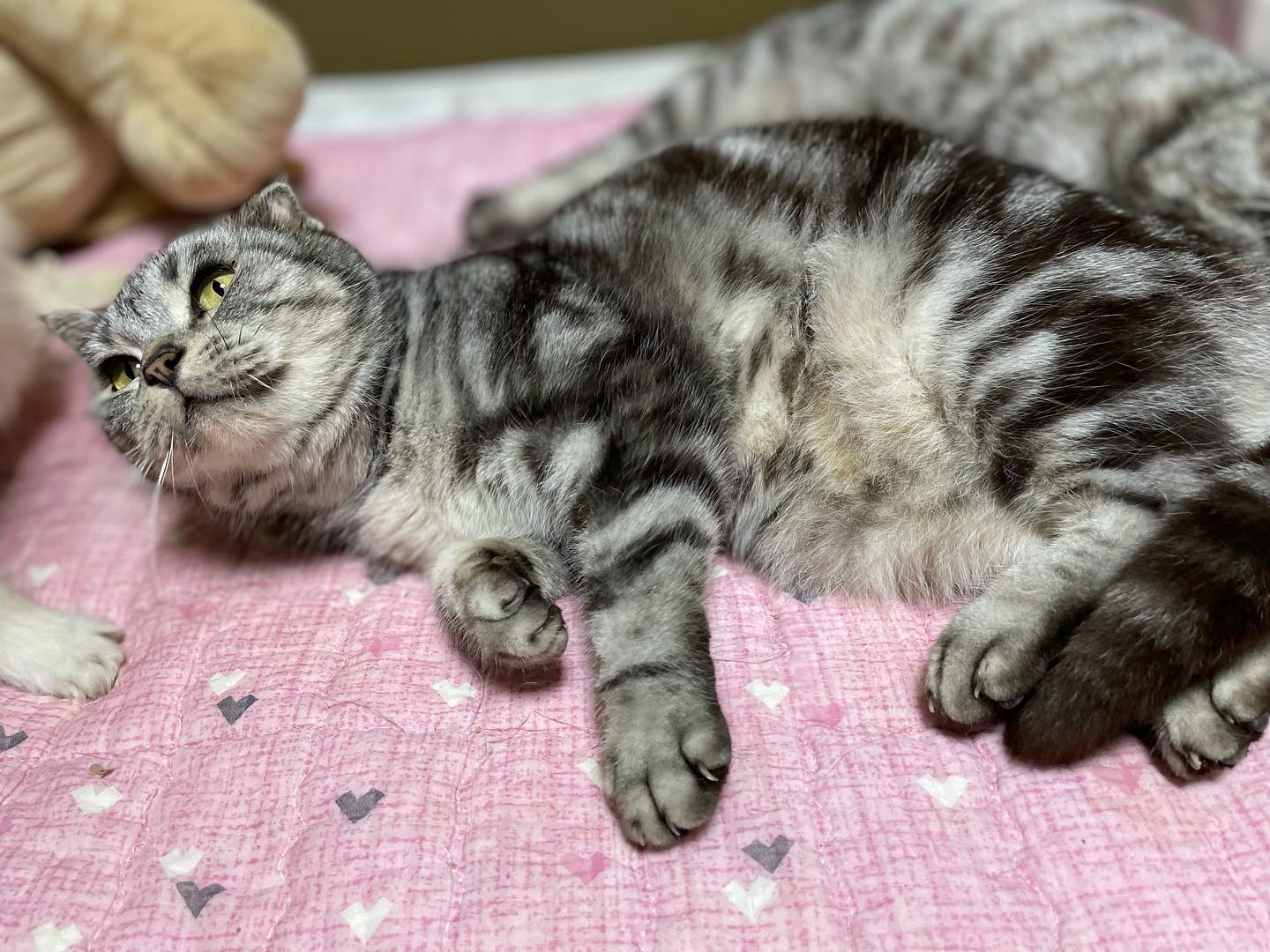 😍😍
.
.
.
#猫 #猫のいる暮らし #猫のいる生活 #猫好きさんと繋がりたい #ねこすたぐらむ #にゃんすたぐらむ #保護猫 #保護猫と暮らす #黒猫 #黒猫同盟 #くろねこ #くろねこ部 #黒猫の可愛さ伝え隊 #猫好き #猫と暮らす #猫がいる生活 #cat #cats #catlover #meow #blackcatsofinstagram #黒猫トニー #nyantube_黒猫フォト #ねこのきもち #고양이 #고양이그램 #반려묘 #검은고양이 #냥집사