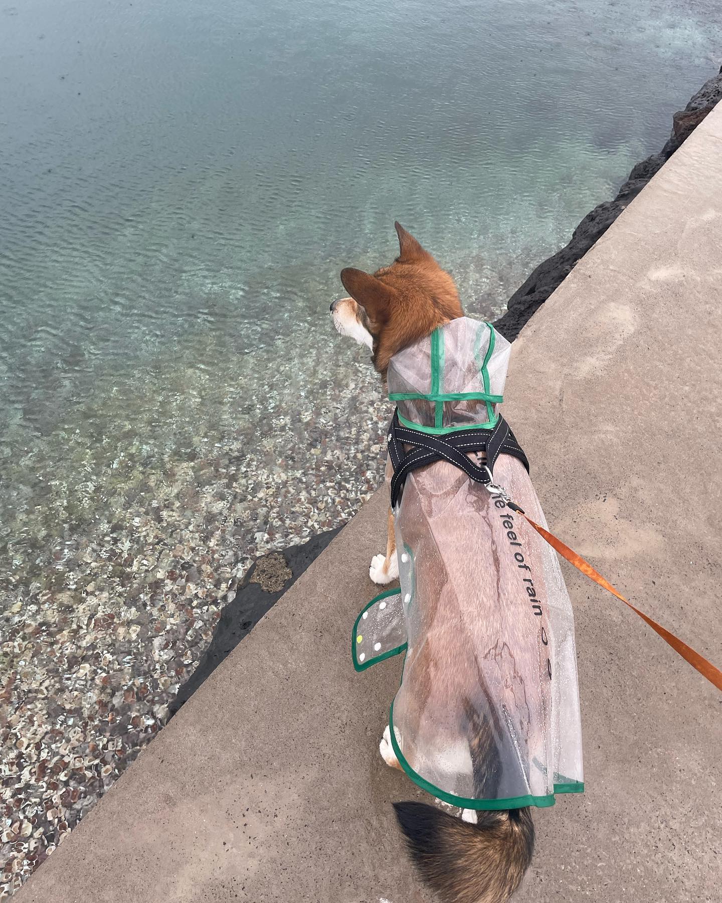 비 오는 날도 우비 입고 산책하는 강아지🐶

우리 막냉이 용식🧡