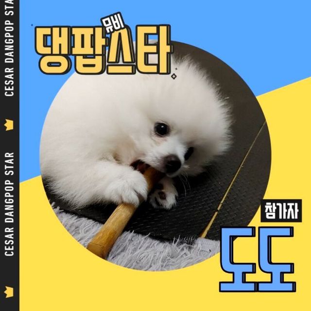 유 호진 on Instagram: "#시저 #시저댕팝스타 #시저섞어주세요

도도는 시저가 좋다 멍 😍 시저 없는 지루한 밥상은 싫어 😔 댕팝 스타  도전이다 멍 😍

 #댕댕이 #포메라니안"