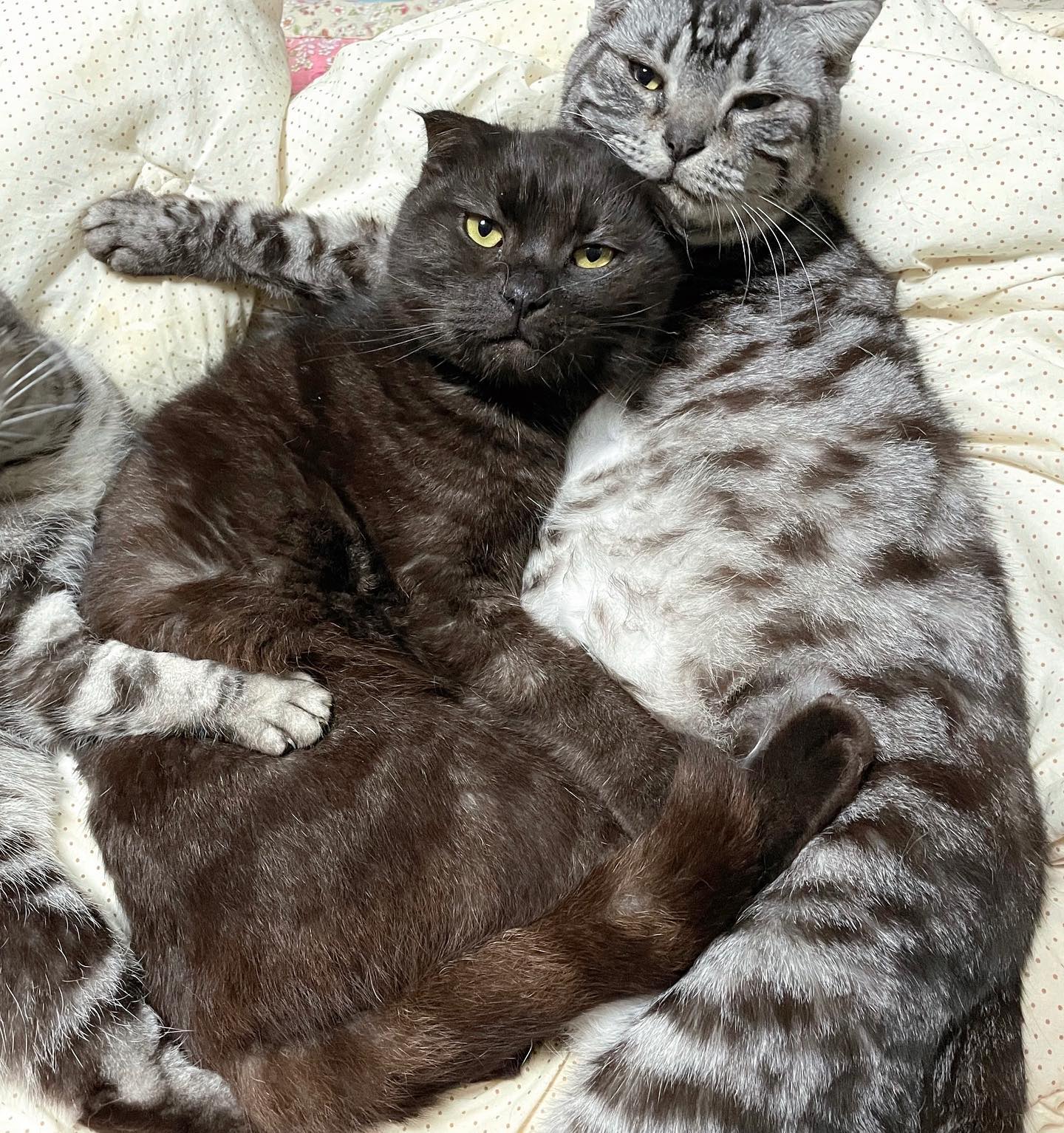 ❤️
.
.
#catsofinstagram #냥팔맞팔  #britishshorthair #catclub #instacat #chonkycat #britishshorthaircats #petsofinstagram #chonky #catoftheday #bshshorthairclub #britishshorthairworld #gatto #kitten #funnycats #bshcat #petsofinsta #캣스타그램 #kittensofinstagram #kittengram #catoftheday #katze #chat #londoncat #londoncats #kittensofinstagram #cutecats  #냥스타그램 #猫 #кошка #집사맞팔환영 #집사맞팔
