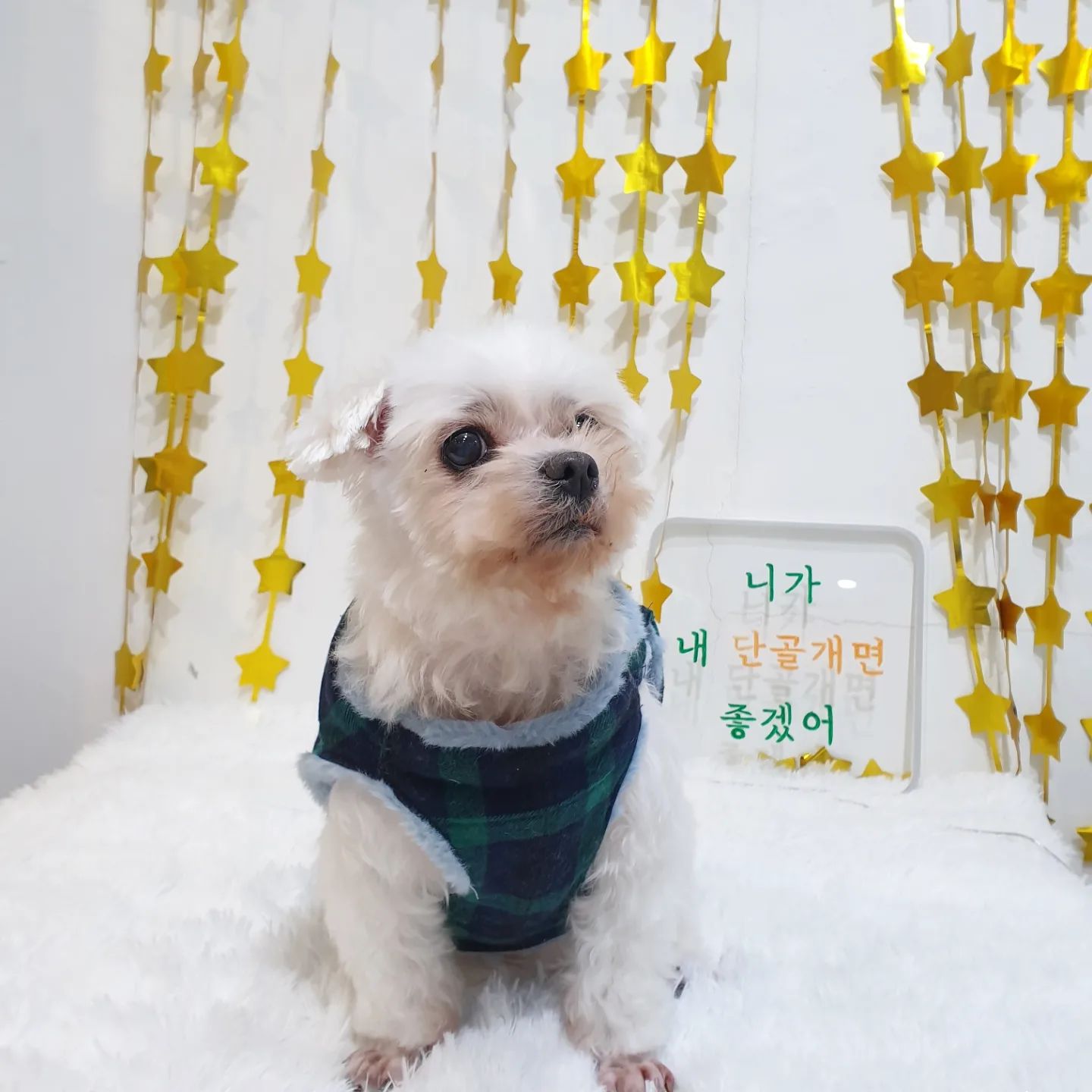허리가 길고 가는 아가들을 위해 만든
겨울 꼬까옷♡
파는 패딩을 입히면 유독 추위를 많이 타는덕에
솜덧대고 도톰한 원단으로 만들어 입히니
확실히 산책때 추위를 덜타네~
학원에서 청 배울때보다 패턴도 미싱도
조금은 수월하다ㅎㅎㅎ
(본봉이나 오버로크 기계가 없어 마감이 투박하긴 하지만;;;)
입힐때 스트레스도 덜받는지 옷입는걸 좋아하니
더더 뿌듯🥰

#애견옷만들기 #애견미용 #이태원애견미용추천 #베럴그루밍 #맞춤애견의류
