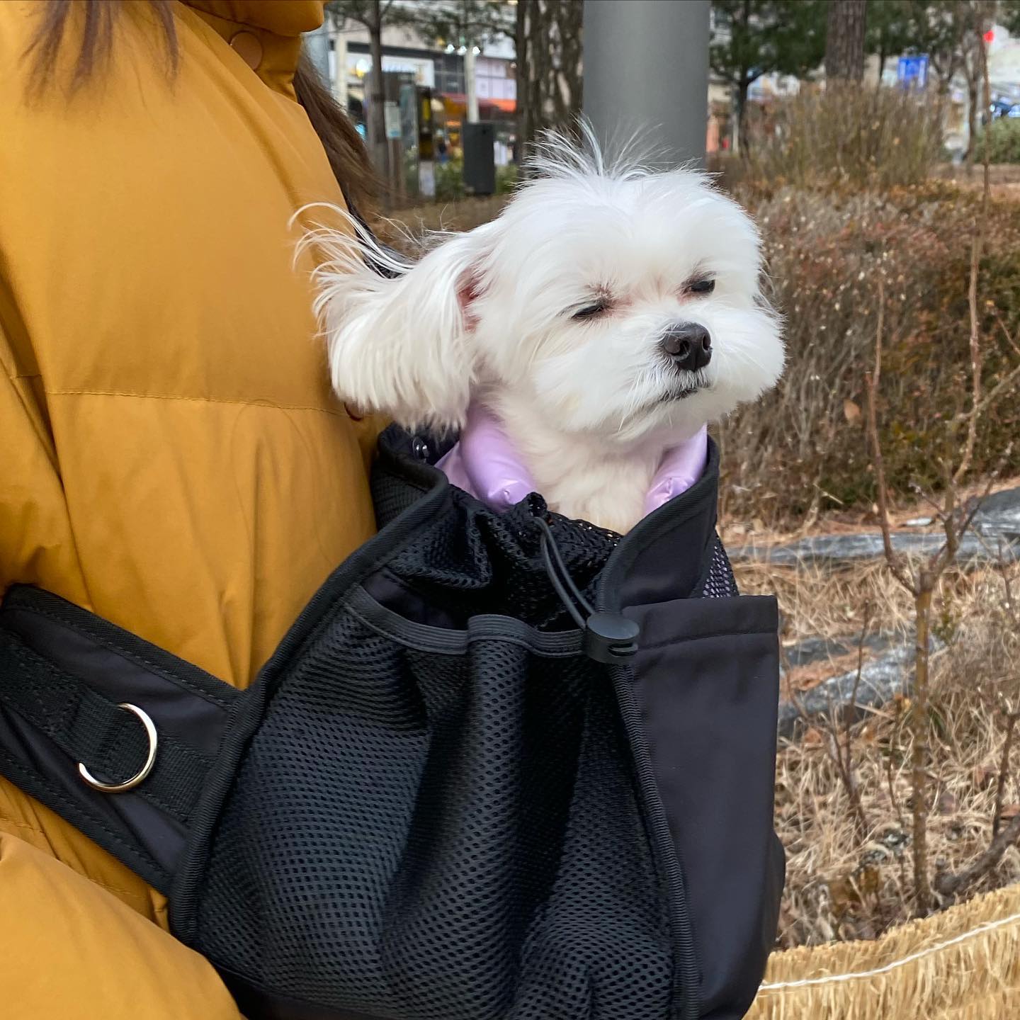 산책 나가는 길에😘 오늘은 일요일이라 한시간이나 햇지롱!!!!🐾 

요번에 새로 받은 슬링백 이동가방 매고💛
바닥이 탄탄해서 슬개골수술한 모찌가 사용하기에도 좋아유🫶 #스와니펫 #스와니펫가방 #미뇽백 soignerpet_official