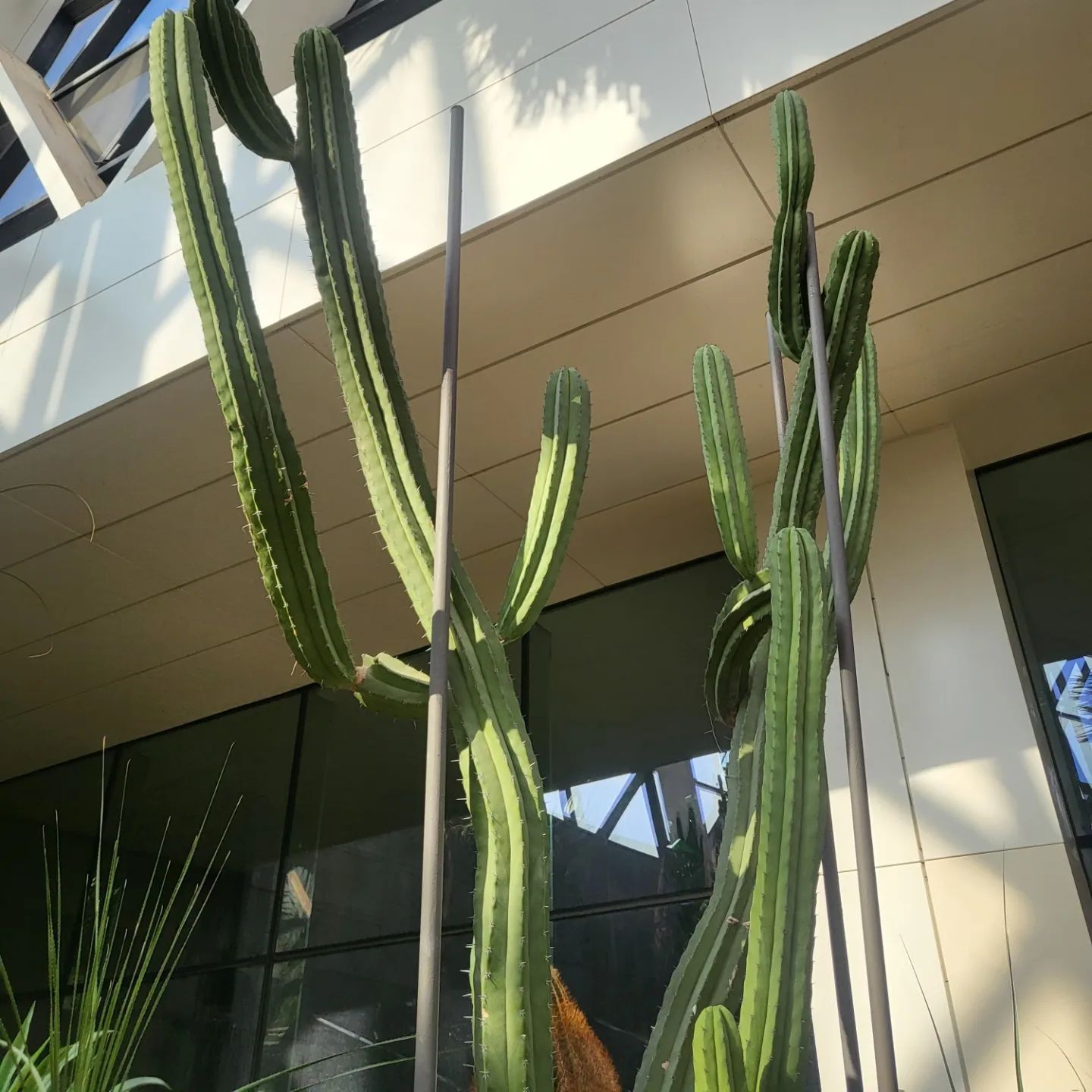 🌵선인장🌵을 사랑하게 돼버렸지 뭐야🫢
선인장 가시가 원래 잎이었다는 것도 수분 손실을 막기위해 잎이 가시가 되었다는 것도 매력적이었어🥰
그리고 무엇보다 넘무 귀여워🫠