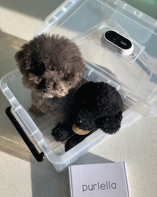 귀요워서 요미 on Instagram: "#광고

바이러스, 세균 빠이빠이👋

퓨리엘라 살균기+리빙박스
▫️국내유일 휴대용 플라즈마 살균기
▫️휴대가 간편한 미니사이즈로 다양한 곳에 적용가능
▫️음이온,양이온 2억개 이상 방출
▫️많은양의 물건이 적재되어도 구석구석 살균 가능
▫️사용공간의 부피를 계산하여 무해한양의 오존만 생성
▫️살균한 제품은 세균의 유입을 막아 안전하게 장기간 보관가능

초간단 살균습관! 
퓨리엘라 하나면 가능해🤍
사람보다 더더더 신경써야하는 연약한 우리 댕댕이들 용품을 
간편하게 살균해줄 수 있어서 너무 좋더라구
장난감도 매일매일 세탁하기 너무 힘든데
리빙박스에 넣어주기만하면 세균박멸 살균완료~!
세탁이 힘든 이동가방이나 하우스는 물론이고 
아무리 청소해도 찜찜한 배변공간, 냄새나는 신발장 등
다양하게 적용 가능한것이 최고의 장점이야~ 차량 살균도 가능하다구
요미도 욤맘도 아토피로 고생하고 있는데
퓨리엘라가 있어서 너무 든든해😊

@puriella_official 

#살균리빙박스#리빙박스#휴대용살균기#다용도살균기#장난감살균기#애견용품살균기#소독기#욕실살균기#차량용살균기#옷장살균기#플라즈마살균기#신발장살균기#퓨리엘라"