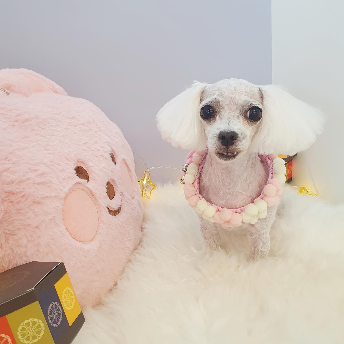 ✔️

몇일 전, 꼬미가 맘마랑 물을 거부하고
불러도 오지 않아서 걱정했는데
다행이 다시 먹고 건강해져서!! 미용 맡겼는데

역시나 사장님 🫶🏻🫶🏻 너무 감사해요!!
진짜 꼬미 넘나 예쀼게 해주셨어❣️

puppy_oneday ✨

다음번엔 스파도 추가해줘야겠다🫶🏻🫶🏻