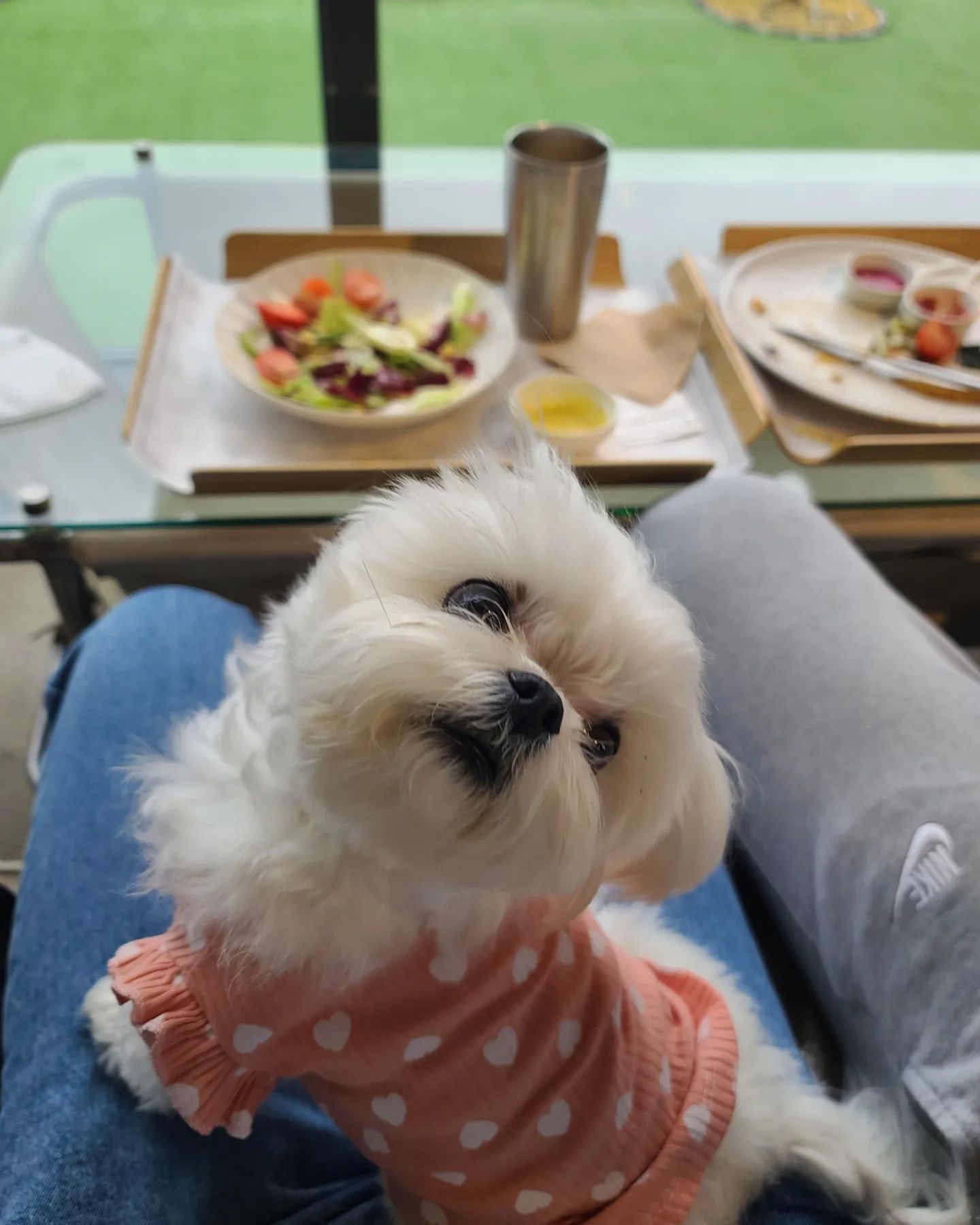 어떻게하묜 줄껀데? 
이렇게? 요렇게 ? 저렇게에에????

#맞팔멍팔 #멍팔맞팔🐶  #멍스타그램🐕 #댕팔맞팔환영 #말티스타그램🐩 #강아지일상 #강아지그램