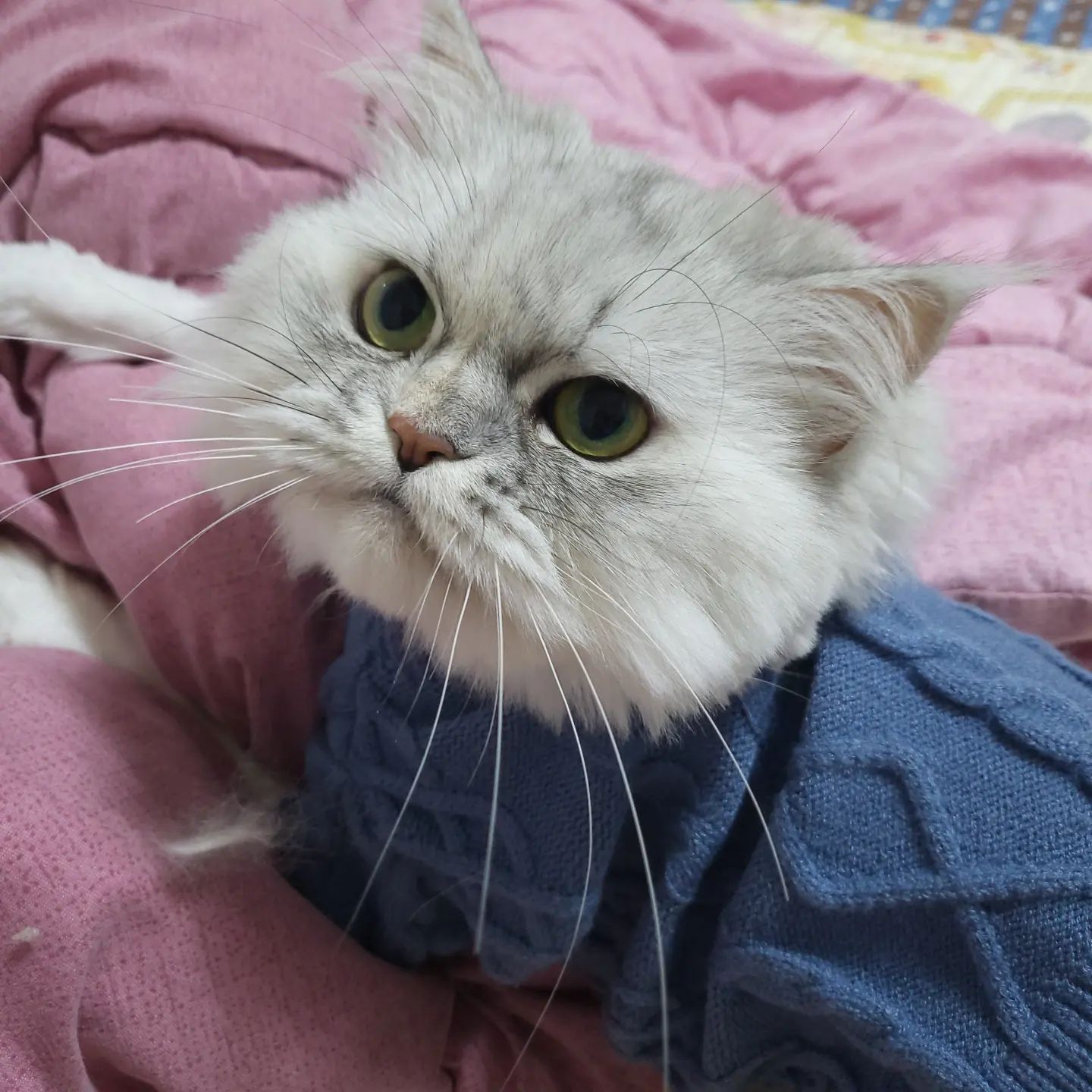 오랜만에 올리는 피드와 고양이