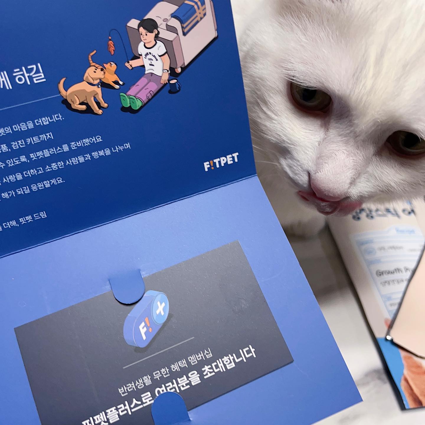 #협찬 ••
우리 감자, 보키 선물 받았다 ~ Thx #FITPET 💙

예전부터 사료, 모래, #고양이간식, #고양이영양제, 장난감까지 모든 걸 #핏펫 에서 구매하고 있기 때문에 나는 이미 #핏펫멤버십 회원 ^^,, 긍데 이렇게 선물과 쿠폰까지 받으니 너무나 감개무량하더이다 ,, 우리 반려동물 가족 여러분 모두 #핏펫플러스 하세오 (!) 💫

• 냥쌤 성장스틱 3종(키튼, 어덜트, 시니어)
• 냥쌤 오도제로 : 감동모래부스터
• 플라고 덴탈 파우더
• 어헤드 덴탈 
• #냥쌤 교감트릿 1종
• 핏펫 할인 쿠폰 1만 원 상당(5천원 할인쿠폰 2장)

#사지말고입양하세요 #감복남매 #고양이선물