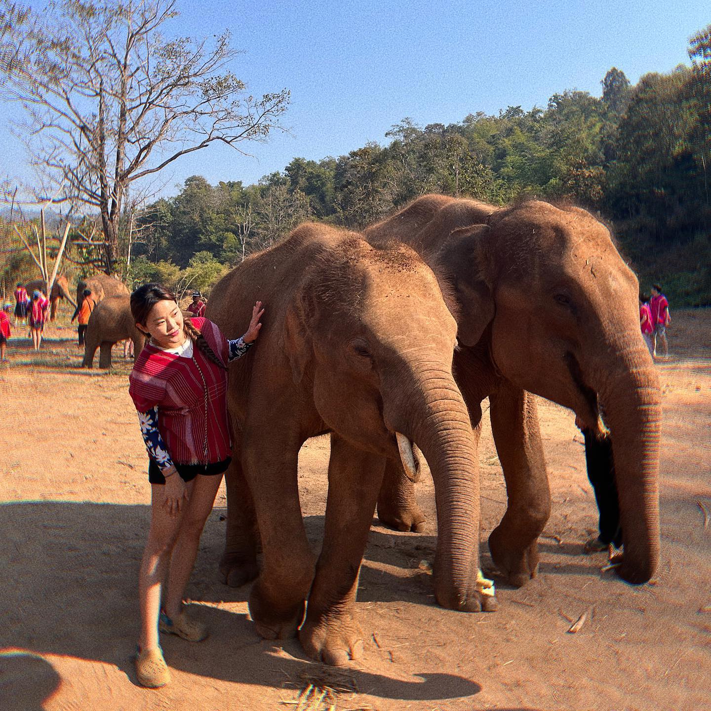 치앙마이에 간 이유,,🐘🤍
나름 젤 많이 찾아보고 선택한 곳에서 코끼리를 위한 시간 보내고 오기!
라뷰 끼리코,,🐘🐘🐘💗
.
.
.
#yellni_🇹🇭 
#Kerchor#kerchorecoelephantpark#🐘#코끼리보호소
#치앙마이#치앙마이여행#Chiangmai