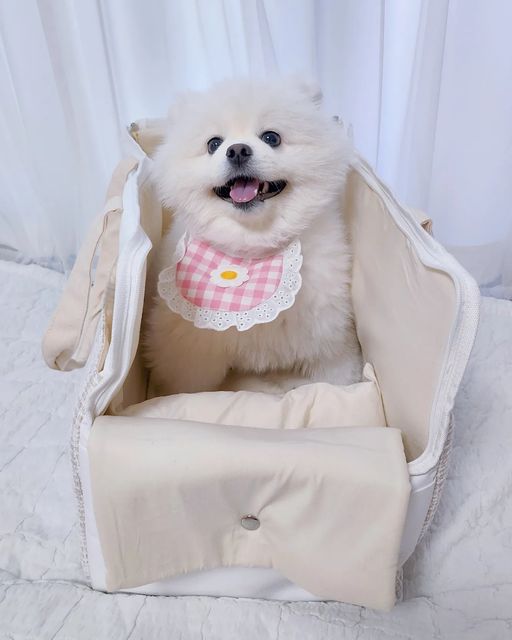 포메라니안 모찌깜찌 on Instagram: "9KG도 거뜬한 강아지 이동가방 추천❤⠀
🛍 #알록달록댕댕샵 #쉼쉼이동가방 XL⠀
⠀
🐻‍❄️ 모찌 9kg 남아 / 머리~엉덩이 길이 : 55cm⠀
⚠️ 모찌 주의사항 ⚠️⠀
- 등치는 엄청 큰데 제일 겁 많음💦⠀
- 익숙하지 않은것엔 모기가 날라와도 놀라는 새가슴🐦⠀
- 처음 보는 가방에 넣으면 얼음 🧊⠀
- 처음 옷 입히면 얼음 🧊 땡 해줘야 움직임 😓⠀
⠀
💁🏻‍♀️ 요새 중형견 아이들 사이에서 핫하다고 소문난 이동가방을 직접 구매해봤어요. 모찌의 만족도는 최상! 🤭 주인의 만족도도 좋지만 난 아직 널 들기엔 여전히 무거워~~~🥹⠀
⠀
⠀
⠀
📢📢📢 쉼쉼 이동가방 사용 후기⠀
⠀
👉🏻 55cm 모찌가 누워도 푹신하게 누울수 있고, 가방 양 옆이 유연해 가방 내에서 아이의 움직임이 자유로워요. 😊 (겁보는 딱딱하면 움직이지 못하고 얼음 🧊 된 채로 불편하게 있어요.)⠀
⠀
👉🏻 내부 방석과 이어진 턱받이 쿠션이 있어서 밖을 봐야 안정이 되는 아이들이 안정적으로 턱을 받히고 누워서 외부를 볼 수 있어요. 🌞 (내부방석는 매우 빵빵해서 따로 담요 안깔아도 됩니다!)⠀
⠀
⭐️ 슬개골 탈구 = 포메는 슬개골이 안좋기로 유명하고, 🐽 뚱뚱한 모찌는 바닥이 매우 중요한데 9kg 모찌를 넣고 들어올렸을때, 하나의 처짐 없이 단단하게 받쳐줘서 안정적으로 아이가 누워 있을 수 있었어요.👍🏻⠀
⠀
🎒 크로스백, 숄더백, 토드백 / 3가지 중 원하는 형태로 선택해서 자유롭게 이용이 가능해요! 카시트로 이용해도 좋을 것 같았어요! (실밥 처리도 잘 되어 있어서 중간에 끊어질 일 없을 것 같아요. 😉)⠀
⠀
🔊 이동가방 여러개 사본 사람으로 9kg대 강아지 이동가방으로 전혀 손색없어요. 산거 후회 안하는 1인입니다.🥹 만들어 주셔서 감사할 따름이예요. 진짜!!⠀
🔊 중형견 아이들 뿐 아니라, 소형견 아이들도 사용해도 좋을 만큼 퀄리티가 좋으니 이동가방 찾고 계신 분들이라면, 쉼쉼 이동가방 추천 한번 드릴게요~!⠀
⠀
⚠️ 노협찬 / #내돈내산 / #내돈내산후기⠀
⠀
⠀
⠀
#pomeking2020 #모찌깜찌 #포메모찌🤍 #자이언트포메모찌 #자이언트포메 #alldang0516 #쉼쉼가방 ⠀
#강아지이동가방 #이동가방 #강아지가방 #강아지이동장 #강아지산책가방 #강아지기내용가방 #애견이동가방 #강아지카시트 #강아지슬링백 #애견가방 #애견슬링백 #강아지이동장 #중형견이동가방⠀"