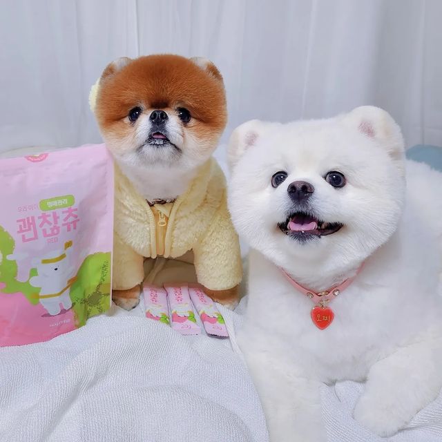 포메라니안 모찌깜찌 on Instagram: "#협찬 #제품제공 @runipet⠀
⠀
인님들 안녕하세요~ 모찌🐻‍❄️ 깜찌🐶입니다❤️⠀
⠀
요새 애들이 미친듯이 먹어서....
안그래도 안좋은 슬개골이 더 안좋아지기 시작했어요.😓⠀
⠀
건강 관리를 위해서 간식을 안주면
미친듯이 반항을 하는 우리 🐽돼지들🐷....⠀
⠀

그러던중 제 마음을 어찌 아셨는지
루니펫에서 선물을 보내 주셨더라구요. 📬 🤍⠀
⠀

🍬 다이어트 간식인데 모찌🐻‍❄️ 깜찌🐶는
진짜 싸울 정도로 맛있어 했어요.😰

⠀
원래 간식 앞에 놓고 기다려~ 잘하는데
괜찮츄는 기다려~도 못하고 미칠라고 하더라구요;; 

완전 맛있나봐요. 그냥 미칠라고 해요. 😰 당황스러움.⠀
⠀
하도 둘이 더 먹을라고 싸워서 급여할때 손으로 잘라 줬는데,
제품이 💧수분💧이 많이 들어가 있는지 진짜 말랑말랑하고
손으로도 잘 잘려서 어린 강아지나 노령견이 먹어도 
이에 무리 없을거 같아요. 🦷🐶🦷
⠀

모찌🐻‍❄️는 하나 통으로 줘도 1초컷...ㅎㅏㅋ 너란 ㄴ ㅕ석ㅋ⠀
⠀

멈머 친구들! #먹는다이어트 로 맛있게, 건강하게 !⠀
괜찮츄로 같이 한번 해보는거 어때유?! 🐻‍❄️🐶⠀
⠀
⠀
───────────────────
⠀
⠀
🔴 [ 루니펫 ] 괜찮츄 레드⠀
👉🏻 뚱뚱이 멈머를 위한 먹으면서 빼는 간식❤️⠀
👉🏻 다시마향으로 후각을 자극해 기호성 🆙️🆙️⠀
👉🏻 1포 개별포장으로 위생과 휴대까지 간편⠀
👉🏻 3개로 쪼개서 급여하는 편리한 간식⠀
⠀
⭐️ 가수분해 오리고기 사용으로 알러지를 줄이고 피부 건강까지 챙기는 2 in 1 간식 ⠀
⠀
⭐️ 말랑한 제형으로 어린 강아지부터 노령견까지 모두 안성맞춤😉⠀
⠀
⭐️ 괜찮츄 레드의 기능성 성분⠀
⠀
 ▪ 프락토 올리고당 : 장 기능에 도움⠀
 ▪ L-카르니틴 : 근육손상방지에 도움⠀
 ▪ 다시마 추출물 : 지방 축적 및 흡수 방지⠀
 ▪ 가르시니아 캄보지아 : 체중과 체지방량 감소 도움⠀
⠀
➕️ [ 루나펫 ] 괜찮츄 시리즈 종류⠀
 🔴 레드 : 체중관리⠀
 🔵 블루 : 릴렉스⠀
 🟢 그린 : 활력⠀
⠀
.⠀
.⠀
.⠀
⠀

#pomeking2020 #모찌깜찌 #포메모찌🤍 #자이언트포메모찌 #세이블포메깜찌 #깜찌 #포메 #루니펫 #괜찮츄 #강아지간식 #반려동물간식 #애견간식 #강아지간식추천 #강아지노즈워크 #강아지영양제 #저알러지간식 #강아지다이어트 #강아지다이어트간식 #강아지영양간식 #강아지건강간식 #체중관리 #다이어트 #강아지다이어트 #먹으면서 #먹으먼서살빼기 ⠀"