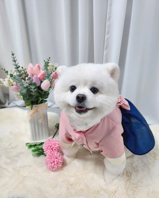포메라니안 모찌깜찌 on Instagram: "#내돈내산 기모찌😎🤟🏻 생애 첫 한복💘

다음주면 벌써 설날이야 얘두라💕

모찌는 이제껏 벌크업 중이라서
한복을 맞춘적이 없었오(❛◡❛)✿

이제 곧 3살이니까 벌크업도
그만 할때 되었다 싶어서 한복을
맞춰 벌였쥐...( •̀∀•́ )✧

진짜 1월 초부터 엄청 고민하다가
고르고 고른 한복이야....💘

한복이 너무 이뻐서 
🌶 에게도 치마를 입힐 수 밖에 없는
엄마의 마음..💕

모찌의 등치를 다 고려해서 직접
👇🏻 수제 제작 해준 울 눈냐 고마오요💘

📍#설레임마켓
@candy_by_candy_

또 이뿐 사진 찍어 올릴게요오😘💕"