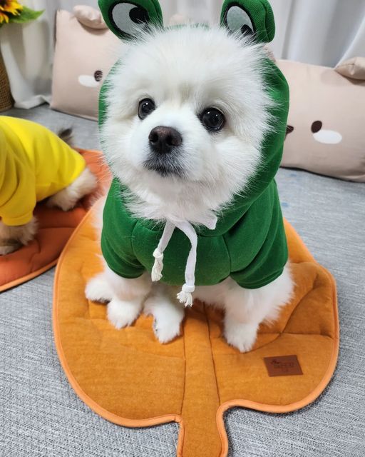 포메라니안 모찌깜찌 on Instagram: "방석 사따🧡 보드 타는거 같지😎 얘드라 나 방석 사또😎🤟🏻🤟🏻 개놀자에서 나온 나뭇잎방석🌿이야 어떤거 같어? 좀 이뿌댕구리하디🧡 앞 뒤랑 색