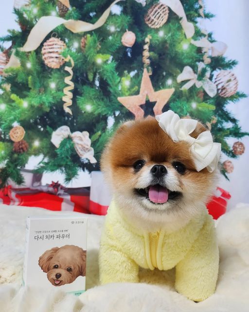 포메라니안 모찌깜찌 on Instagram: "#협찬
@cocodaum_official
(맨 끝에 전후 비교사진 있어요!)

이빨 닦기 싫어하는 친구 여기 붙어라!

모찌깜찌 ▶️ 다시 치카 파우더 ◀️
먹고 치석이랑 입냄새 엄청 좋아졌어 ☺️

🦷 다들 양치질 하는거 좋아해?
모찌는 사실 엄청 싫어해..👉🏻👈🏻
그래서 이빨 닦으려면 매일 전쟁이구🔫

깜찌는 양치 잘하는데 이빨이 너무 작아서
매일 해도 쌓이는 치석은 어쩔 수 없더라구!

그래서 엄마가 스케일링을 고민했는데🏥
마취💉를 해야한다더라구! 😱 너무 싫어!

그러던중에 #코코다움 #다시치카파우더
를 선물 받게 되어서 일주일간 먹어보았지💚

엄마가 이빨 사진 찍겠다구
입 자꾸 열어서 너무 힘들었었지만😤😤😤

이빨 관리 고민인 친구들아,
비교사진 꼭 봐줘! 😉

📌

다시치카파우더는 분말로 되어 있는
먹으면 바로 우리 몸에 흡수 되는
가루영영제야💊

가수분해 오리고기🍖를 사용해서
기호성이 좋다고 했는데 정말 맛있었어💚
벌써 한통을 다 비워가😭 엄마 또 사줘!!

그리고 국내 최초로 치태랑 구강 염증을
억제하는 [구강 특퍼 유산균]이 들어 있대👀

📌

🐻‍❄️🐶 모찌깜찌 후기
이빨이 튼튼해야 간식도 잘 먹지😖
먹으면서 이빨 관리하니까 너무 좋아 엄마😆

👀? 모찌깜찌 급여 방법
👉🏻 저희 애들은 물에 타주면 안먹어서
사료 섞어서 주거나, 영상에서 처럼
가루 그대로 급여해 주었어요!

.
.
.
#협찬 #코코다움 #다시치카파우더 #강아지치아영양제 #강아지구강영양제 #강아지치석제거 #강아지입냄새제거 #강아지구강관리"