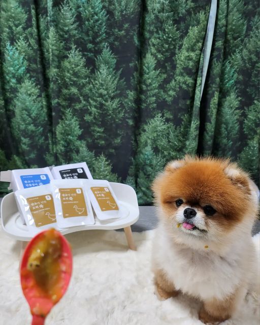 포메라니안 모찌깜찌 on Instagram: "#한코에반한 #존맛탱 @ggu0uu

우럼마가 한코에 반한 보양죽 사줘써💕

🐟 민물장어
🐐 흑염소
🦆 오리

요렇게 5개 3박스 세트를 구매해찌-🐟🐐🦆

오늘 오리를 준다고해서 기다리고 있는데
자꾸 킁킁거리더니 혼자 조금씩 먹더라ㅡㅡ

맛있는 냄새가 난대 ...
알겠으니까 내노라곤...༼ง=ಠ益ಠ=༽ง

📌

• 100% 국내산 농수 축산물만 사용
• 전통방식 그대로 제조&멸균한 국내 생산품
• 향신료, 첨가물 X

🐐흑염소 : 노견, 산모견에게 추천!

🐉민물장어 : 슬개골 탈구, 관절질환 예방!🦴

🦆오리 : 혈중 콜레스테롤 감소 ⭐️

공구는  30일까지래! 2시간 남아따 !!

자세한 내용은 빠꾸네가서 확인해봐 친구들!!

#한코에반한죽"