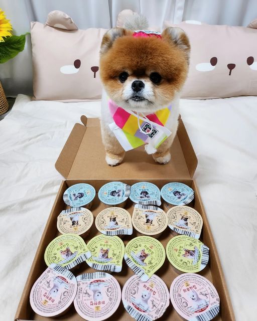 포메라니안 모찌깜찌 on Instagram: "#선물🎁 육류파 돼지 채소맛 느껴벌임 🥦🥬

이뿐 눈냐에게 설 선물 받앗당😎🤟🏻
고마워요 눈냐...꒰◍ˊꈊˋ◍꒱
돼지덜 채소 온몸으로 느껴벌여써...😏✨

찌찌들을 늘 보던 친구들이라면 알겠지만
채소 싫어 😡 야채 싫어 🤬
고기 좋아 ❤ 간식 좋아 ❤
전형적인 육류파 돼지 멈머🐷다.....ㅋ

원래 요런 동결건조 주면 "퉤~" 뱉기
일상인 우리 돼지들이 아주 숨도 안쉬고
먹는 [ #와그작 ] 을 소개할게 ( •̀∀•́ )✧

🥗🥗🥗

와그작은 한컵에 급여하기 편하도록,
나누어져 담아져 있는 영양간식이야❤

소분되어져 있어서 여향갈때나 ✈️
카페 ☕ , 산책 등 놀러 갈때
한컵 씩 가지고 다니기 완전 편하다구!!!!

제일 중요한건 소분 되어 있어서
⭐부스러기가 없고, 눅눅해지지 않아⭐

사이즈도 작아서 입작고, 이빨🦷 하찮은
깜찌도 먹기에 너무 좋았오😎🤟🏻

< 와그작 종류는 총 4️⃣가지 >

✔️ 🫓🥗 두부랑 야채 
 - 두부+자색 고구마+당근+호박
✔️ 🦆🥗 오리랑 야채
 - 오리+자색 고구마+브로콜리+호박
✔️ 🐟🥗 대구랑 야채 
 - 대구+자색 고구마+당근+브로콜리
✔️ 🥩🥗 소고기랑 야채
 - 소고기+자색 고구마+당근+호박

👇🏻 와그작 제품이 궁금하면
@wagzakkorea 논누가보기 😎✨✨"