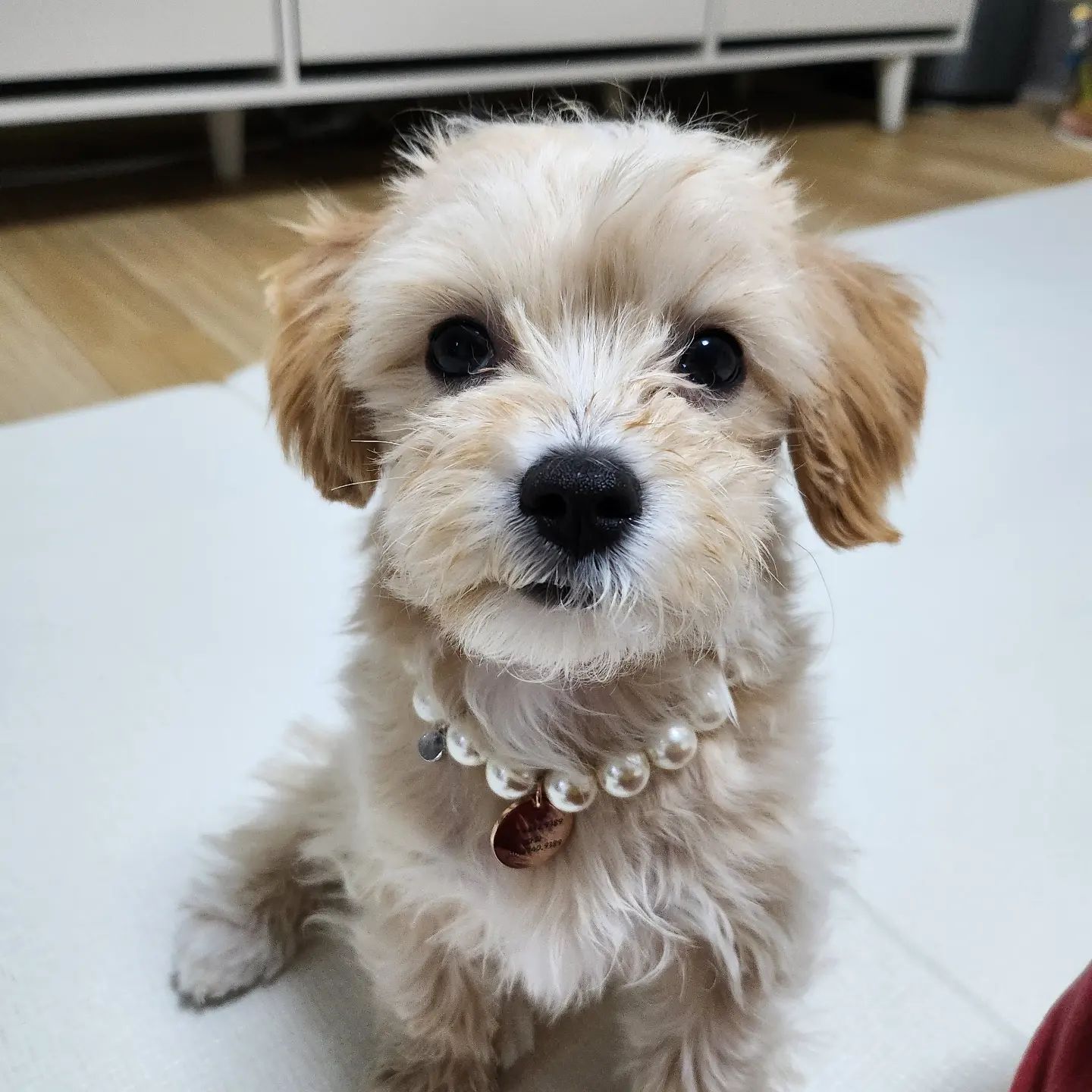 콘텐츠