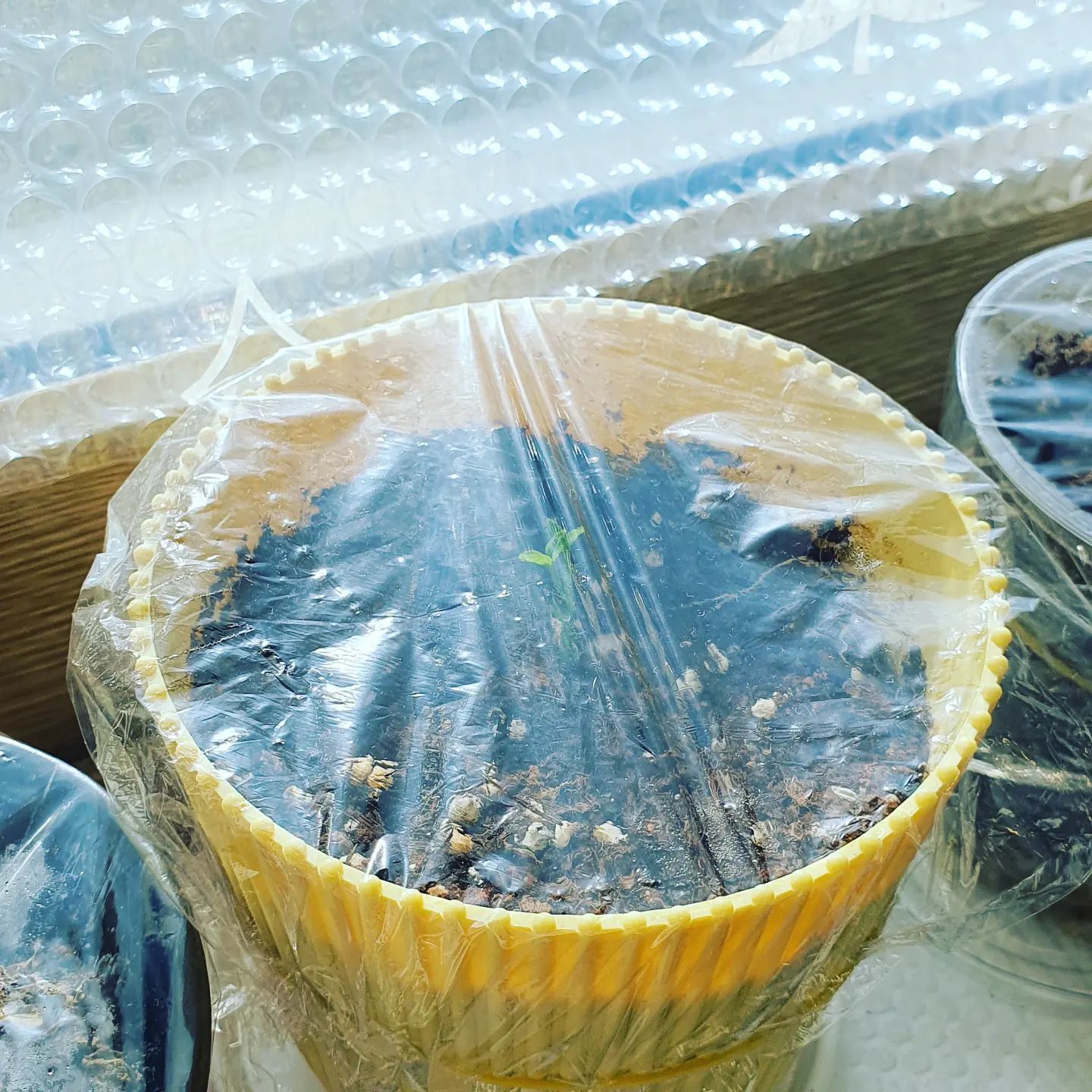 🌱

자몽씨에서 새싹이 나서
심었더니 무럭무럭 자라네요!
키우는 방법도 엄청 쉬워요~
궁금하시면 블로그에 올렸으니
한번 봐주셔용>_<

우리도 쪼꼬미 새싹처럼
하루하루 조금씩
더 성장하고 있는거겠죠?

이번주도 소소한 행복 쌓아가요❣️

#이번주도화이팅 #월요병극복 #일요일안녕 #소소한행복 #식물키우기🌱 #식집사 #자몽씨 #식물취미 #내일뭐입지 #신혼일기 #신혼일상 #신혼쀼 #신혼소통 #신혼부부소통 #신혼생활 #신혼부부일상 #신혼부부