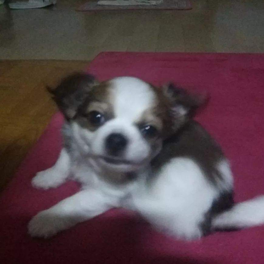 팔.