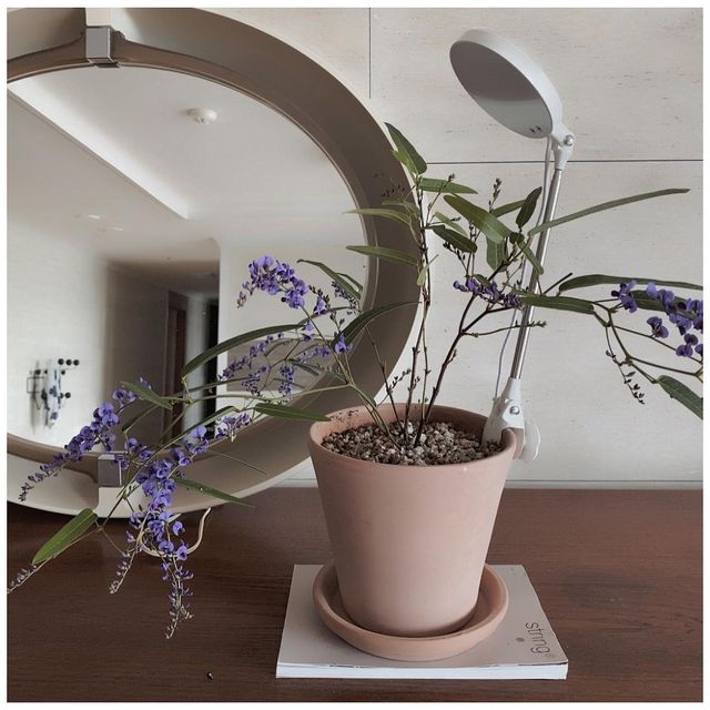 ʏoung | Home decor on Instagram: "#광고
북향이라 해가들지않는 우리집에 비해 초록 욕심
이 많은 나. 날이 따뜻해지니 이것저것 들이고 싶
은 아이들이 많아진다 존재만으로 실내공간에 힐
링이 되기에 내려놓을수가 없는것 같다 

좋은 기회로 사용하게 된 오픈선데이식물등은 해
없는 공간에 마법같은 아이가 아닐수없다 깔끔한 
디자인과 효율적인 장점이많아 꼭 필요했던 공간
에 빛을 발한다 

성장하는 식물에맞춰 높이, 각도조절이 가능하고 
일정하게 해가 드는것처럼 온오프 타이머가 있는
것은물론 5단계의 밝기 조절과 매일 사용해도 부
담없는 전기료등 원하는 자리보다 창가에만 두었
던 아이들을 원하는곳에 설치해 간편하게 사용할
수있는 매력이 정말 많은 제품이다 

식물성장조명이 있으니 이젠 마음놓고 식쇼핑도
가능하겠다 

🏷️오픈선데이 식물등 💡

#오픈선데이식물등 #식물등 #식물등효과 #식물등추천 #식물조명 #식물성장등 #식물생장등 #식물성장조명 #식물생장조명 #식물led #식물재배기 #식물재배등 #식물인테리어 #플렌테리어 #식물스타그램 #식물키우기 #식물집사 #식물덕후 #다육이식물등 #베란다식물등 #식물등설치 #식물등스탠드 #식쇼핑 #식집사 #식멍"