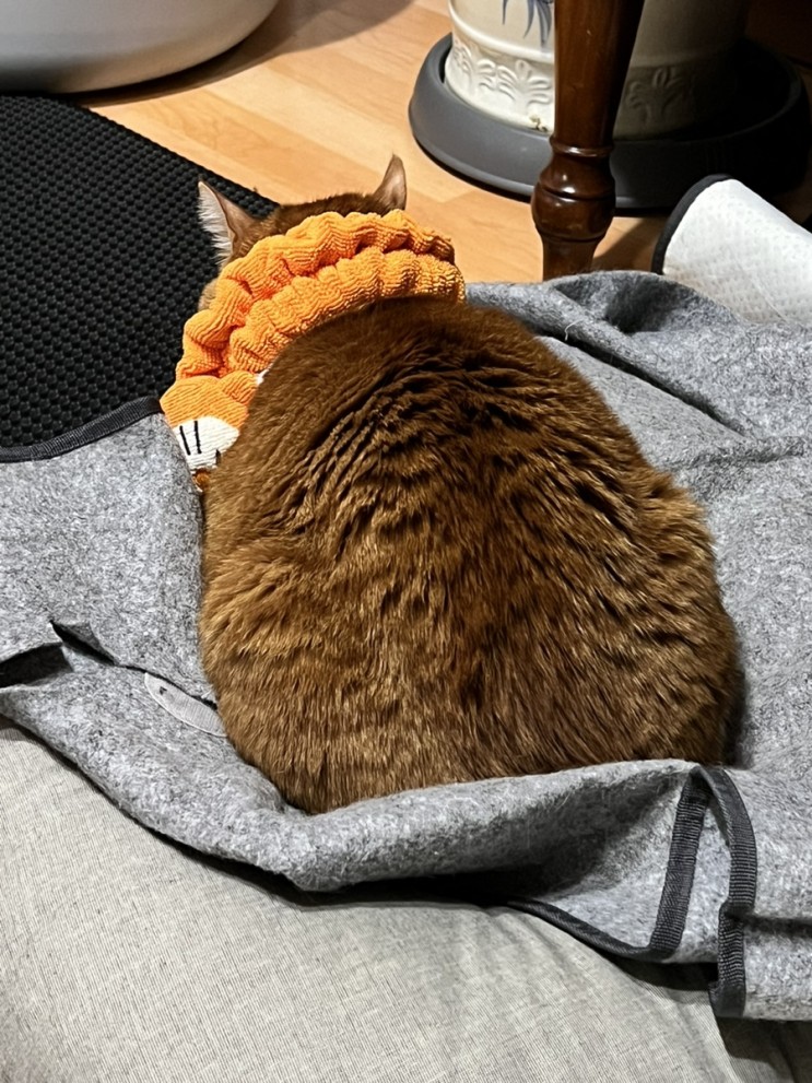 헤어밴드 목걸이한 심쿵💓