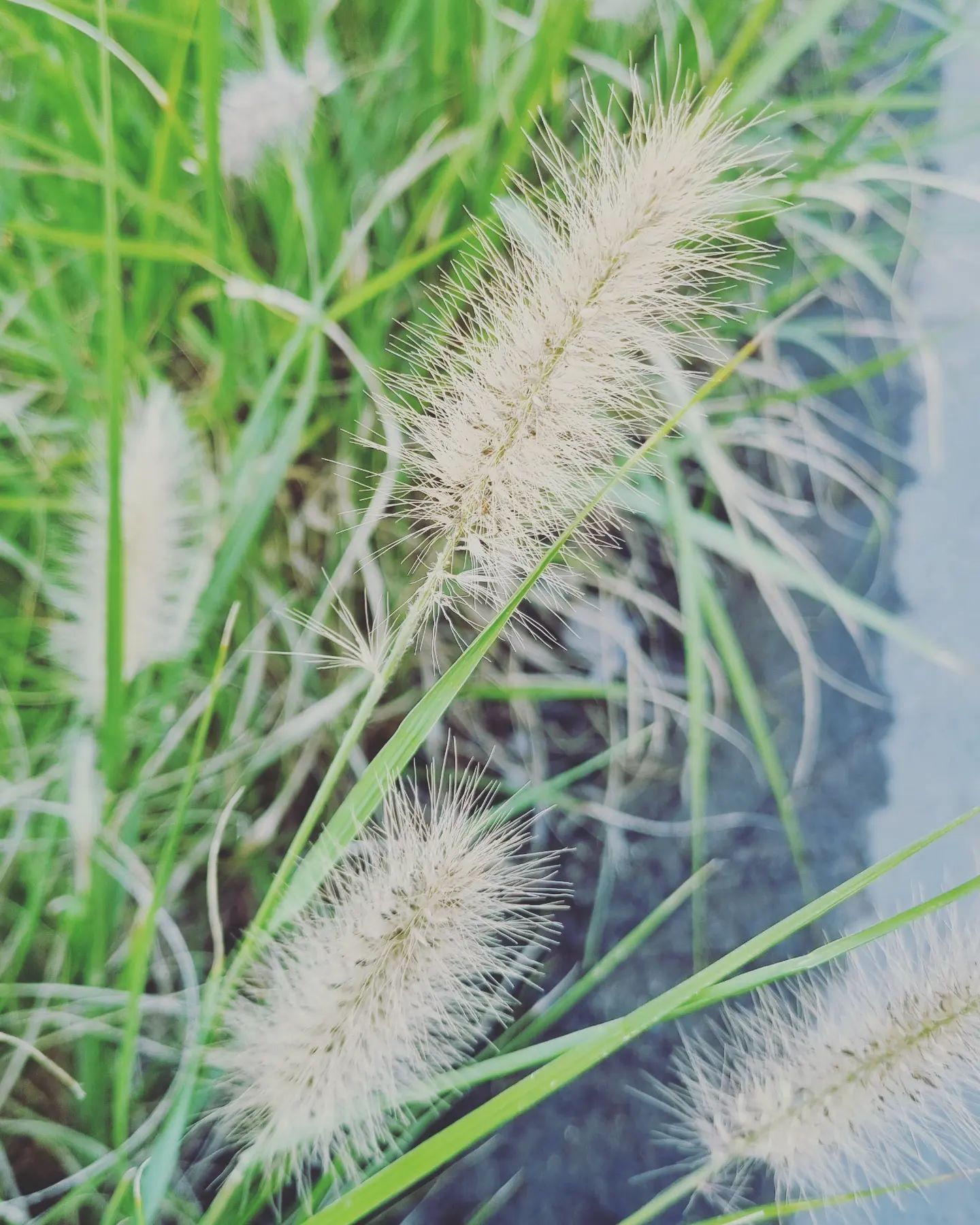 강아지풀
봄이 오고 있다.
방구조 바꿔야지.
