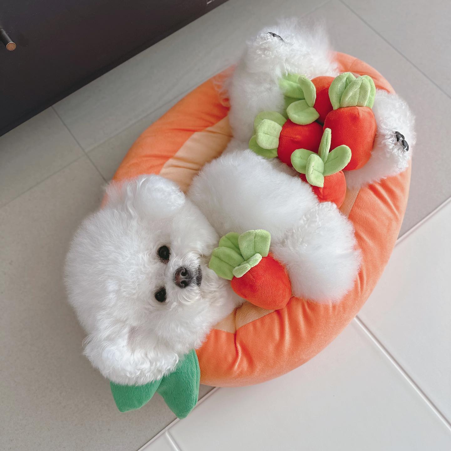 #협찬
푹신푹신 귀여운 당근방석🥕
너무너무 편해서 자꾸만 눕고싶잖아😴

방석 오자마자 세탁한번하고 사용했는데
솜꺼지는 부분도 없고 쿠션감 빵빵해서 넘 좋다구,,,🫶🏻

.
#moonglab #뭉연구 #moonglab #강아지방석 #고양이방석 #강아지쿠션